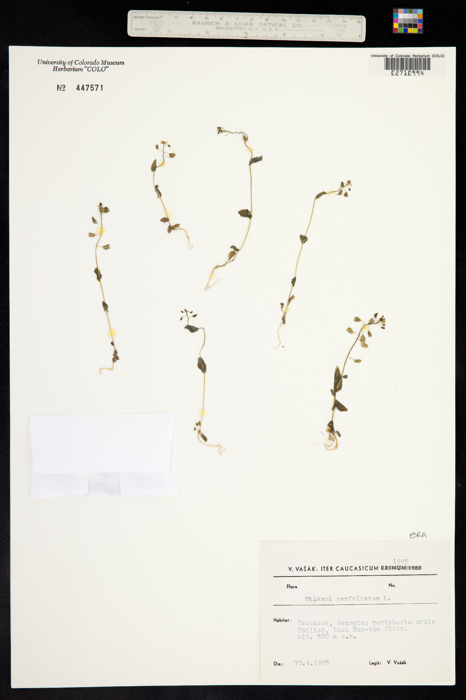Microthlaspi perfoliatum image