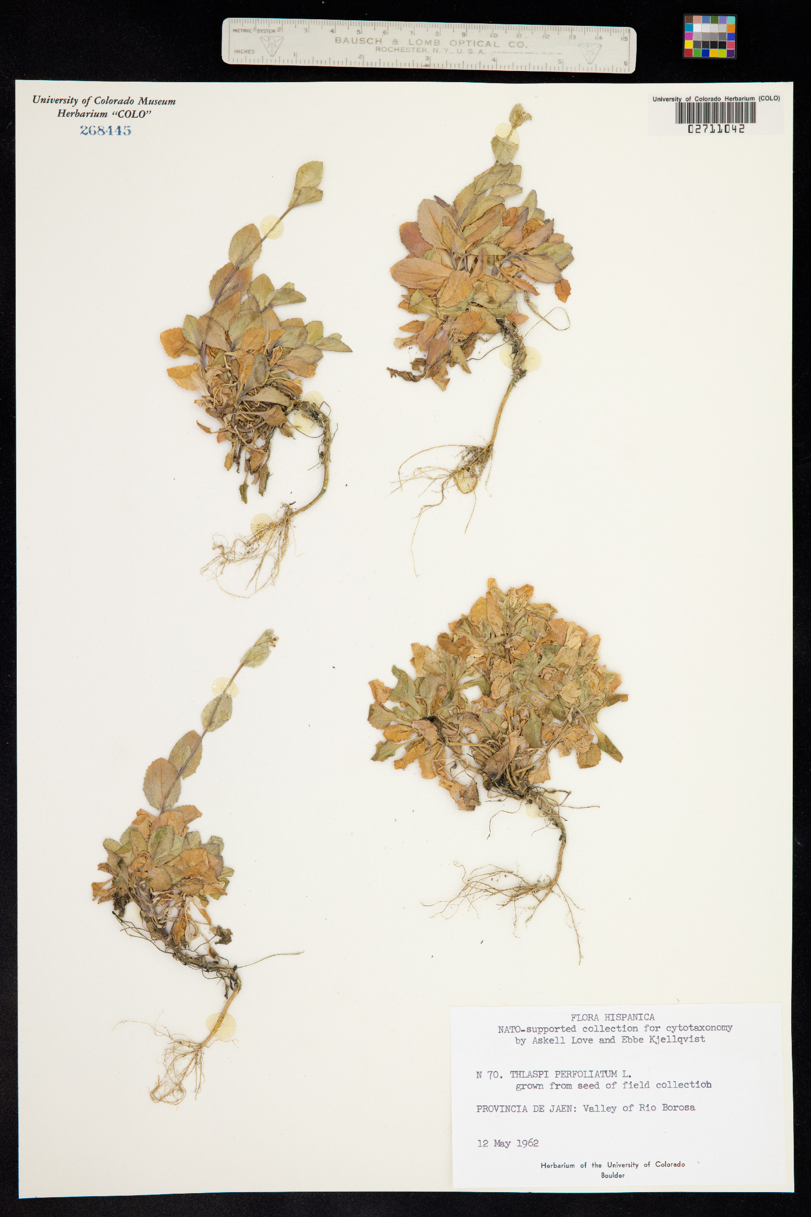 Microthlaspi image
