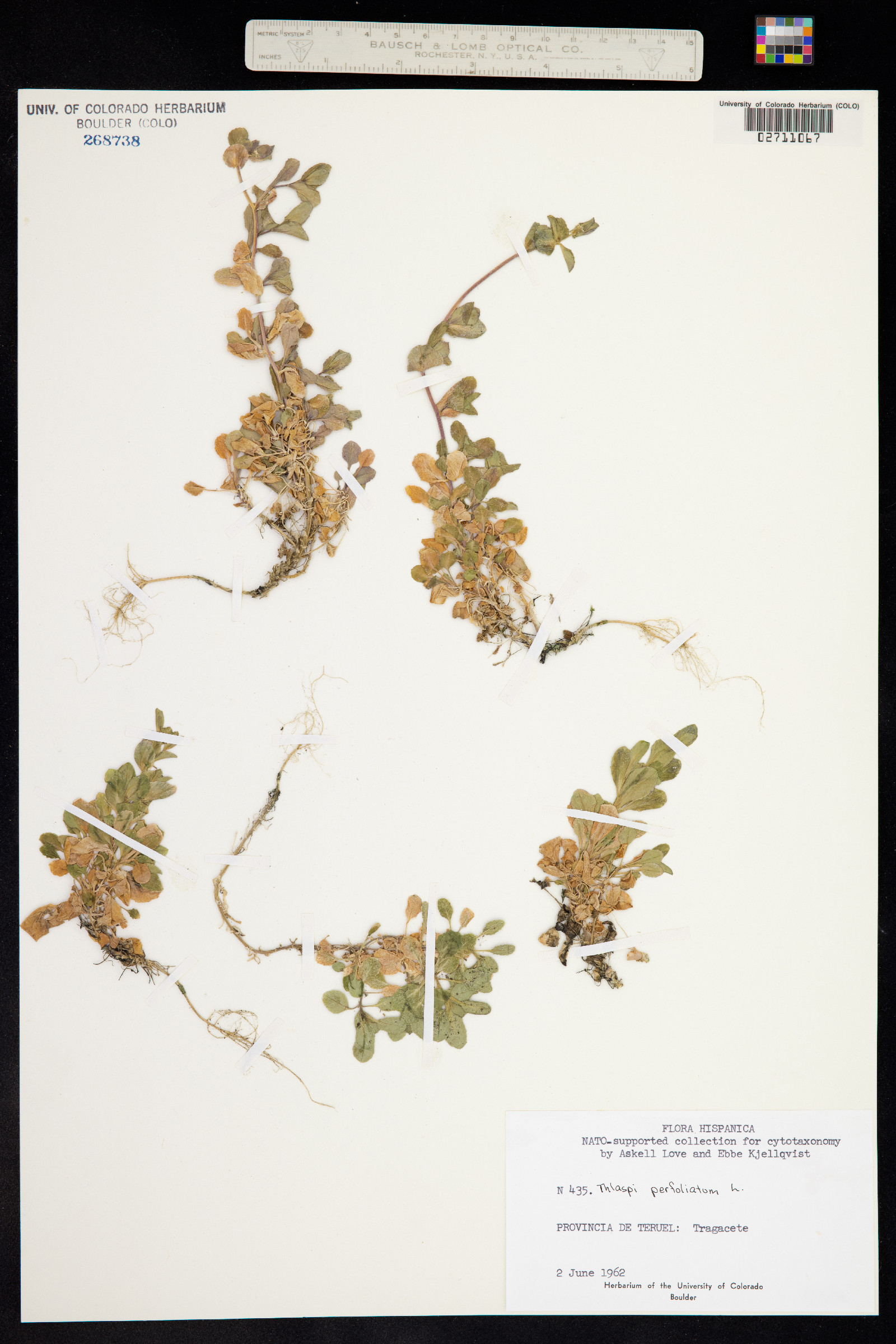 Microthlaspi perfoliatum image