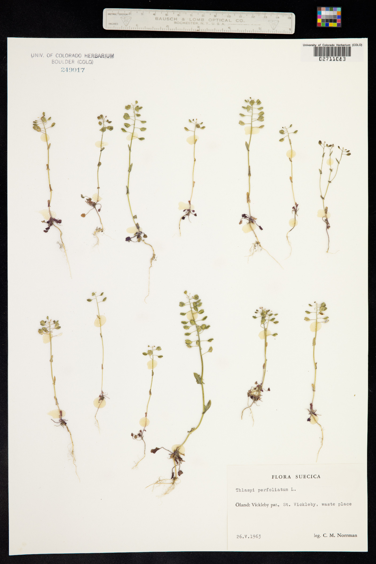 Microthlaspi perfoliatum image