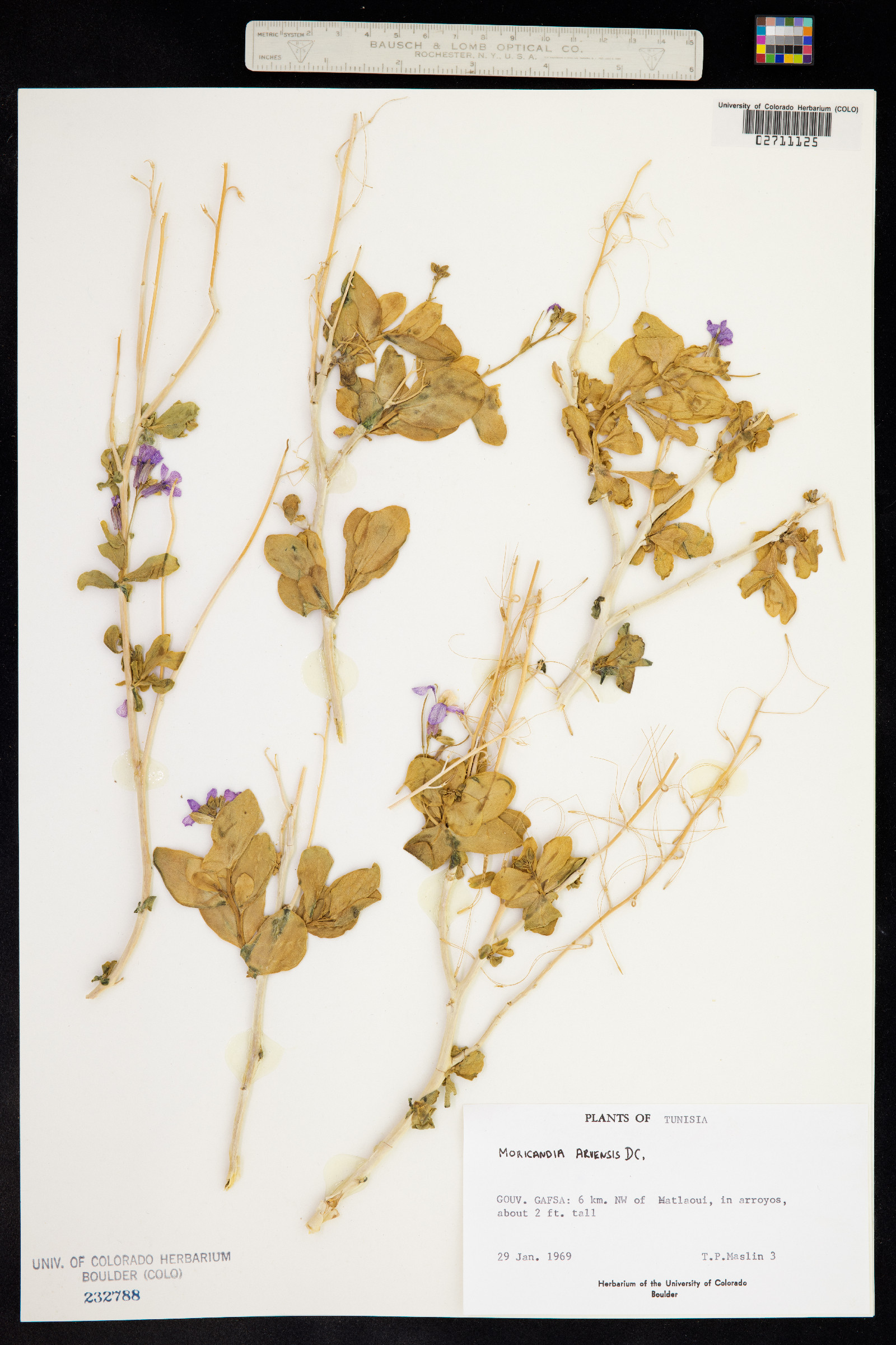 Moricandia arvensis image