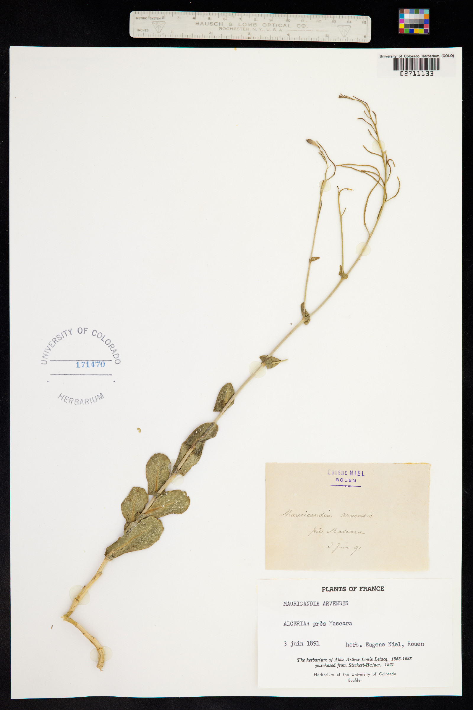 Moricandia arvensis image