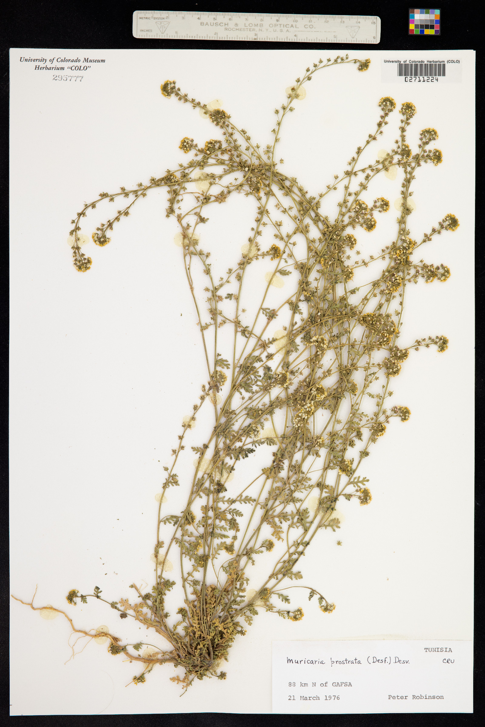 Muricaria prostrata image