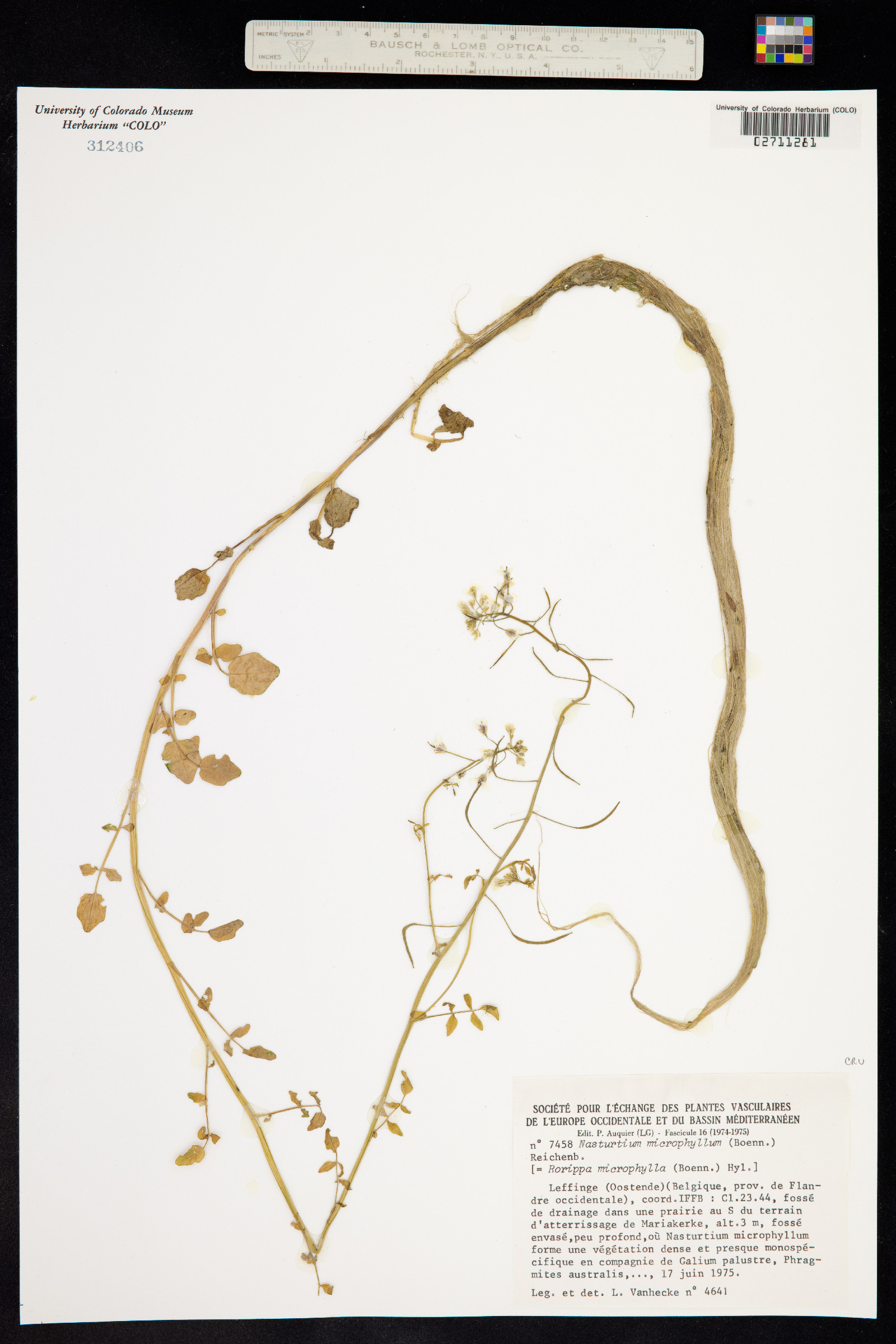Nasturtium microphyllum image