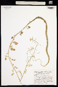Image of Nasturtium microphyllum