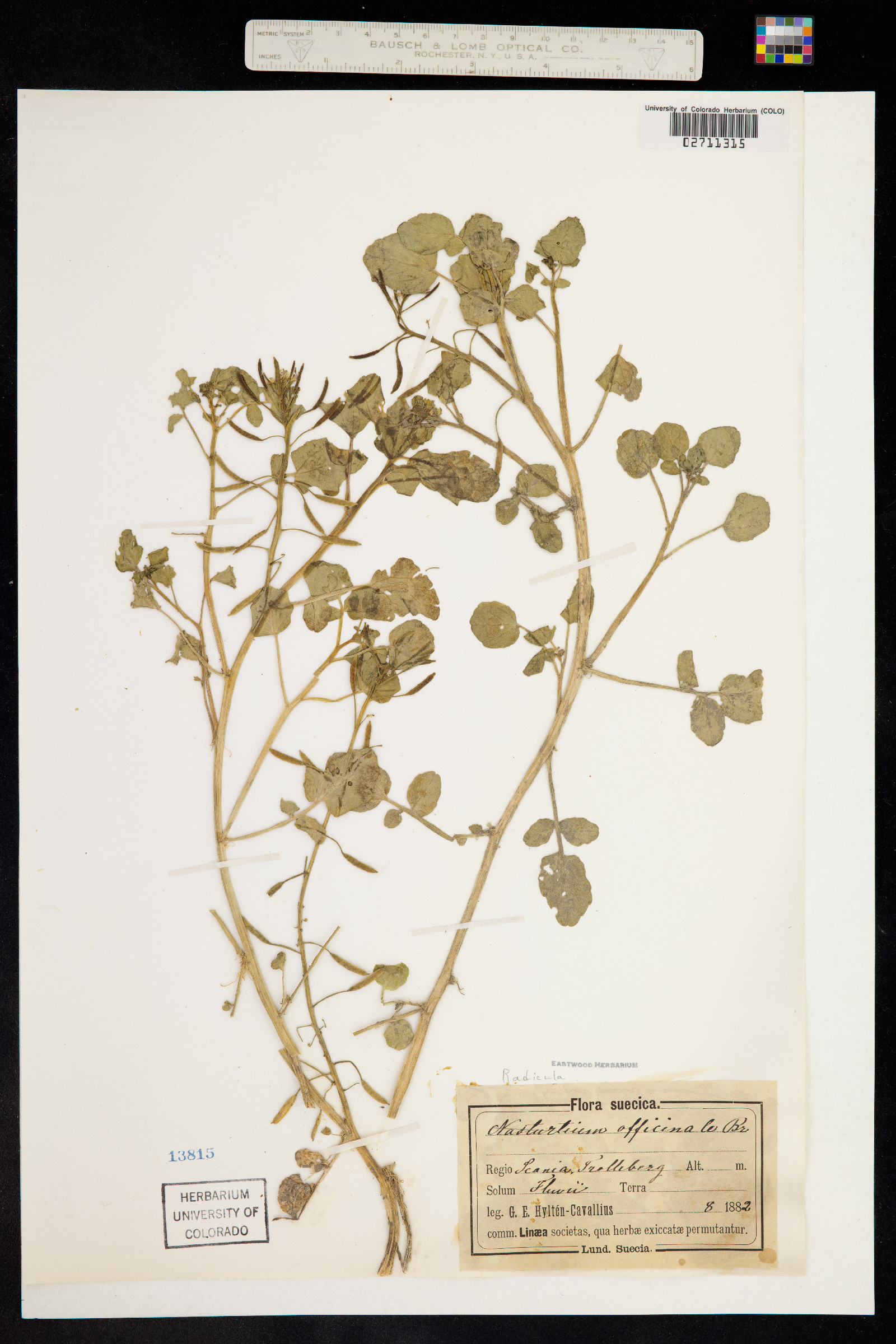 Nasturtium officinale image
