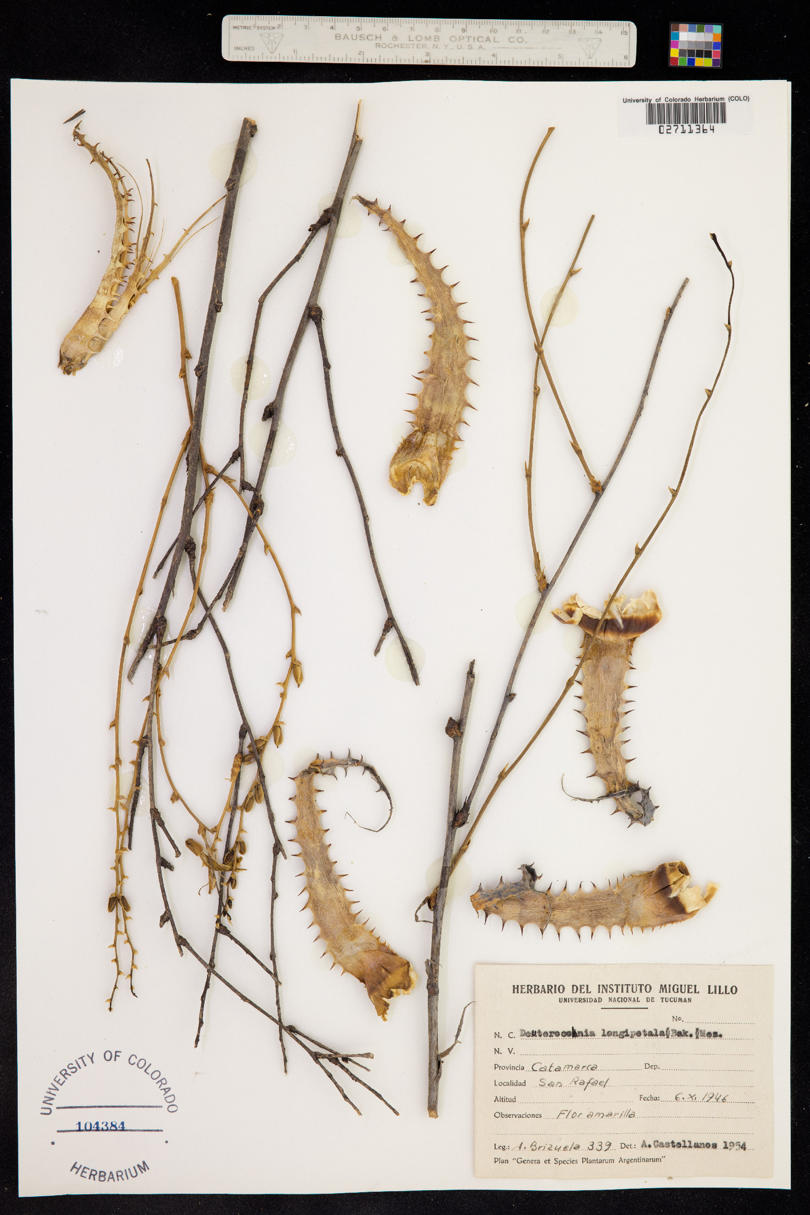 Deuterocohnia longipetala image
