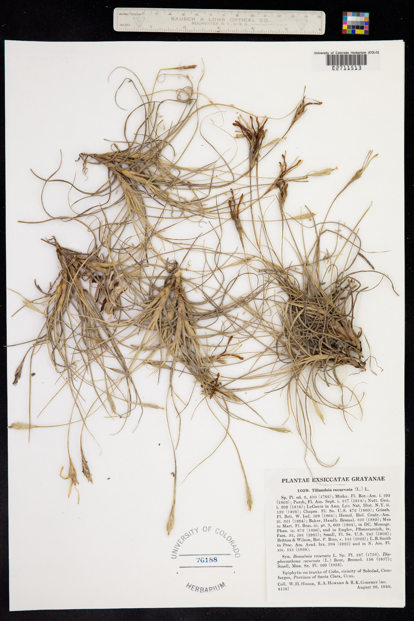 Tillandsia recurvata image