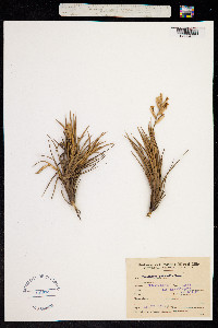 Image of Tillandsia tenuifolia