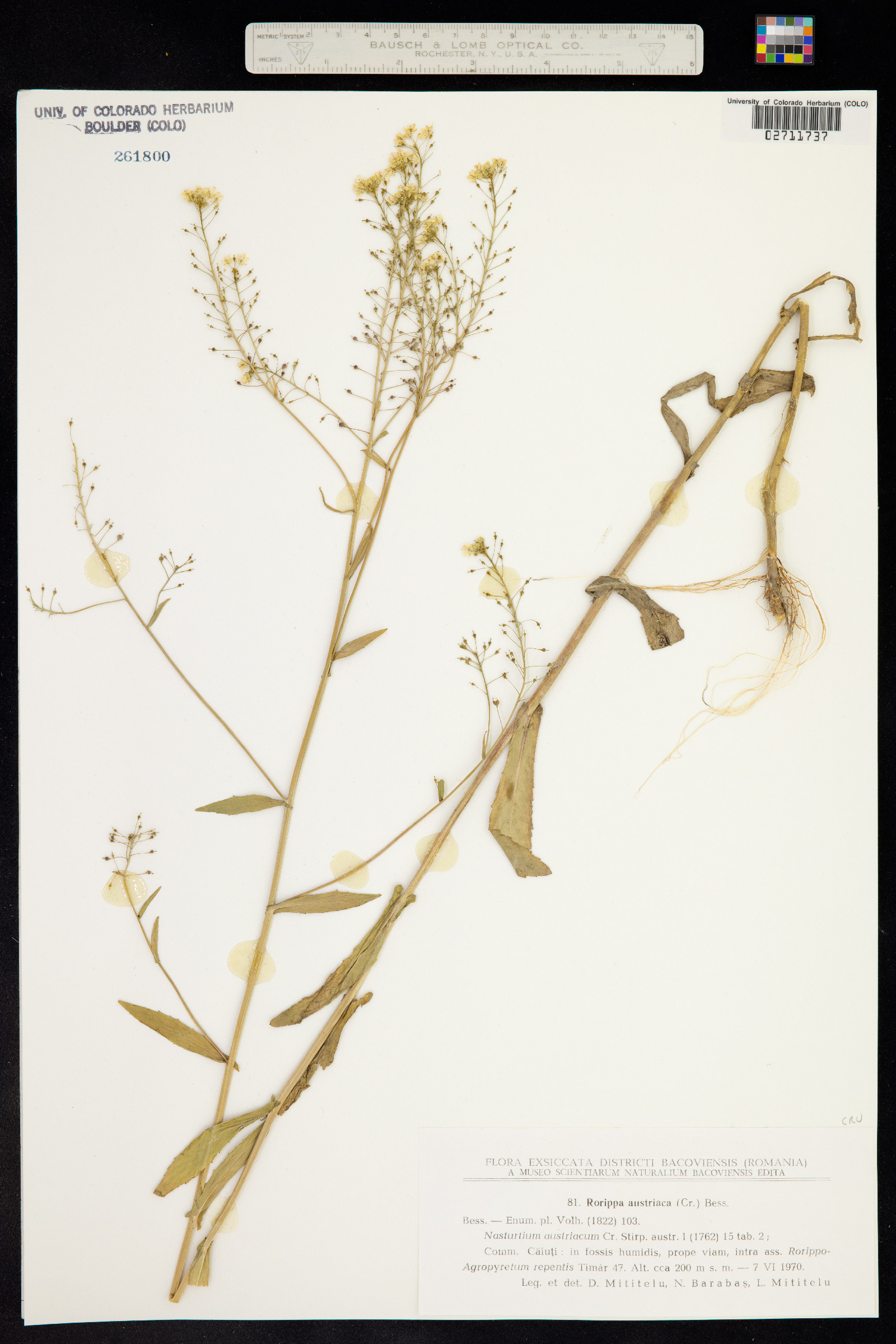 Rorippa austriaca image
