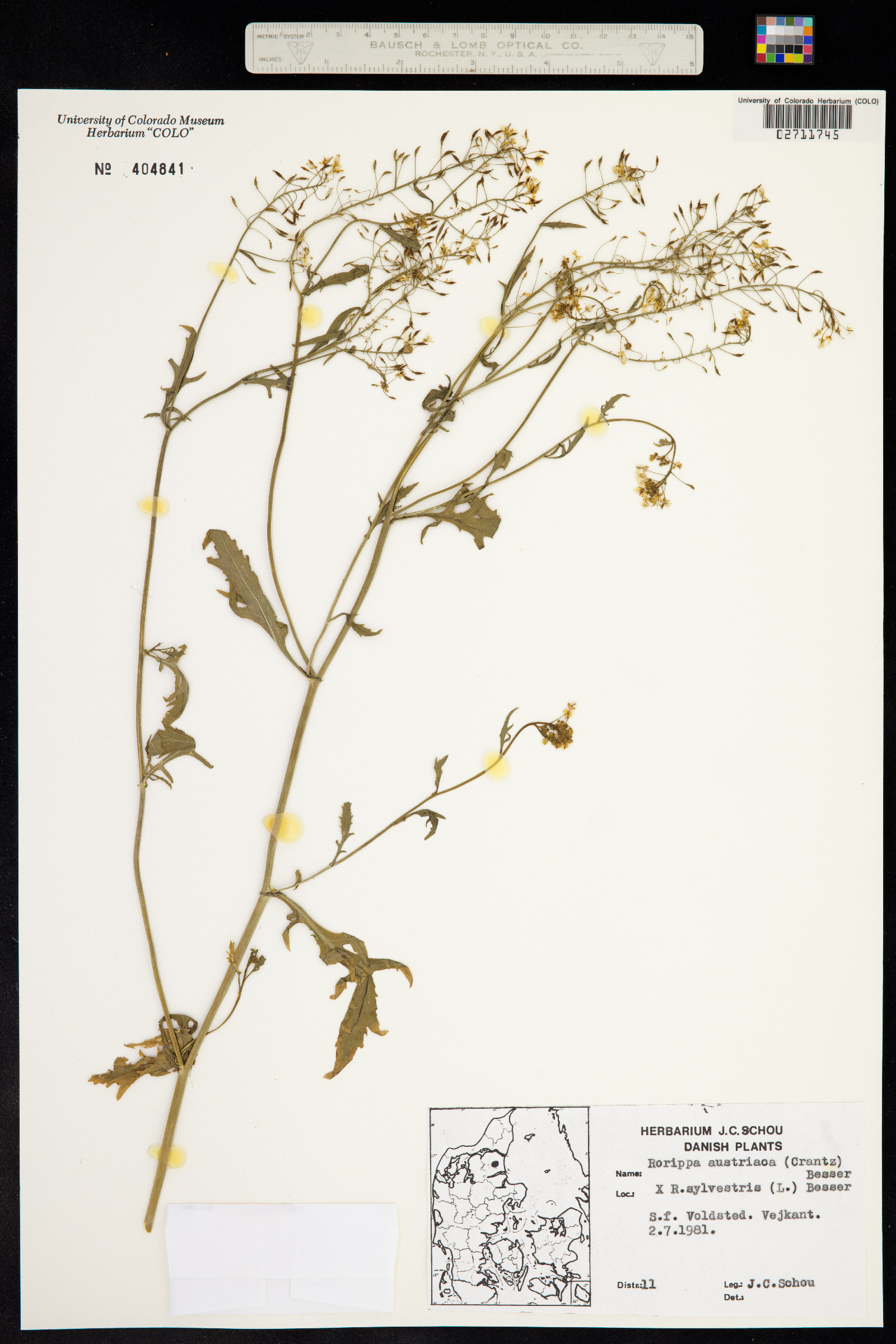 Rorippa austriaca image