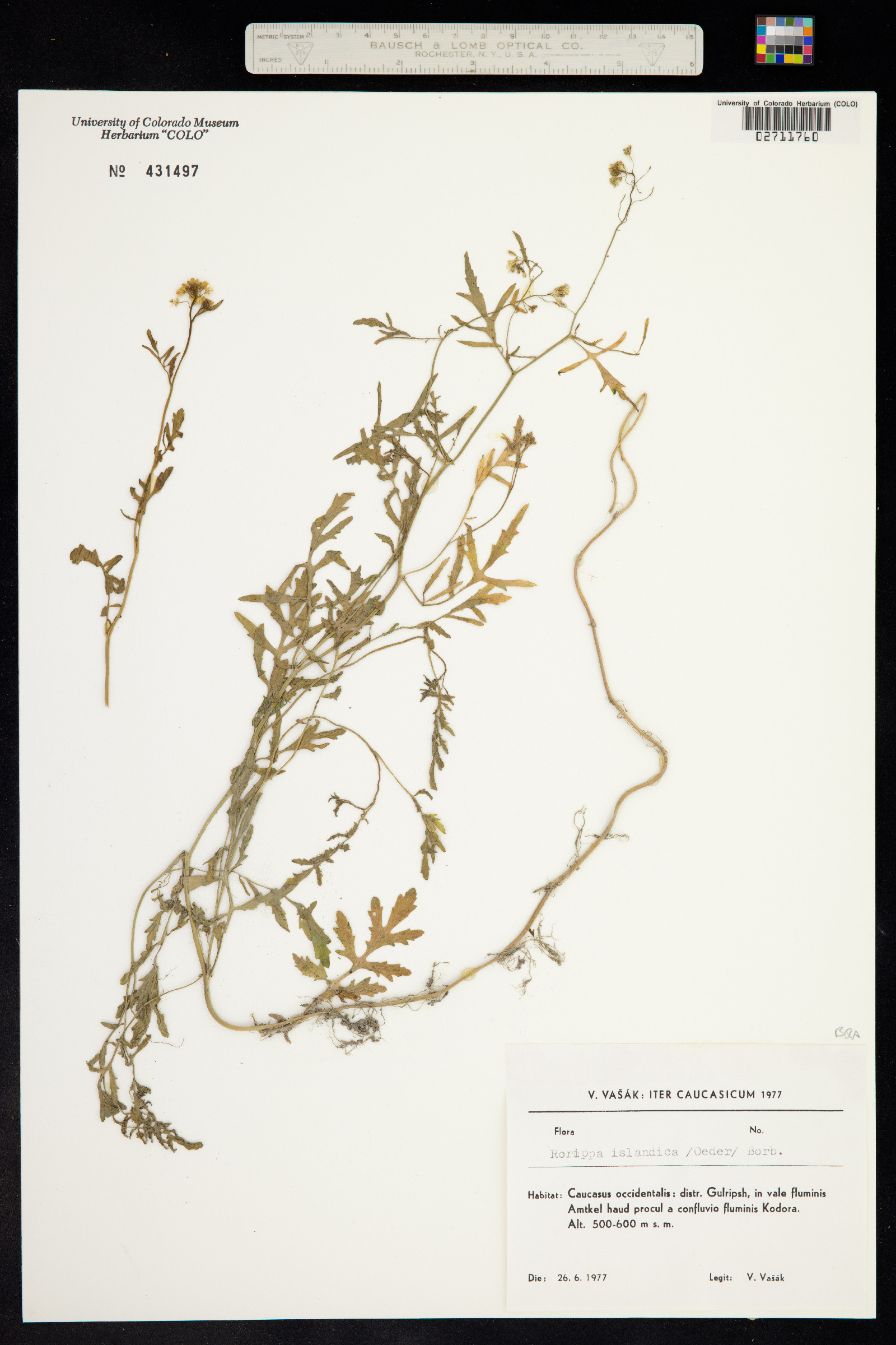Rorippa islandica image