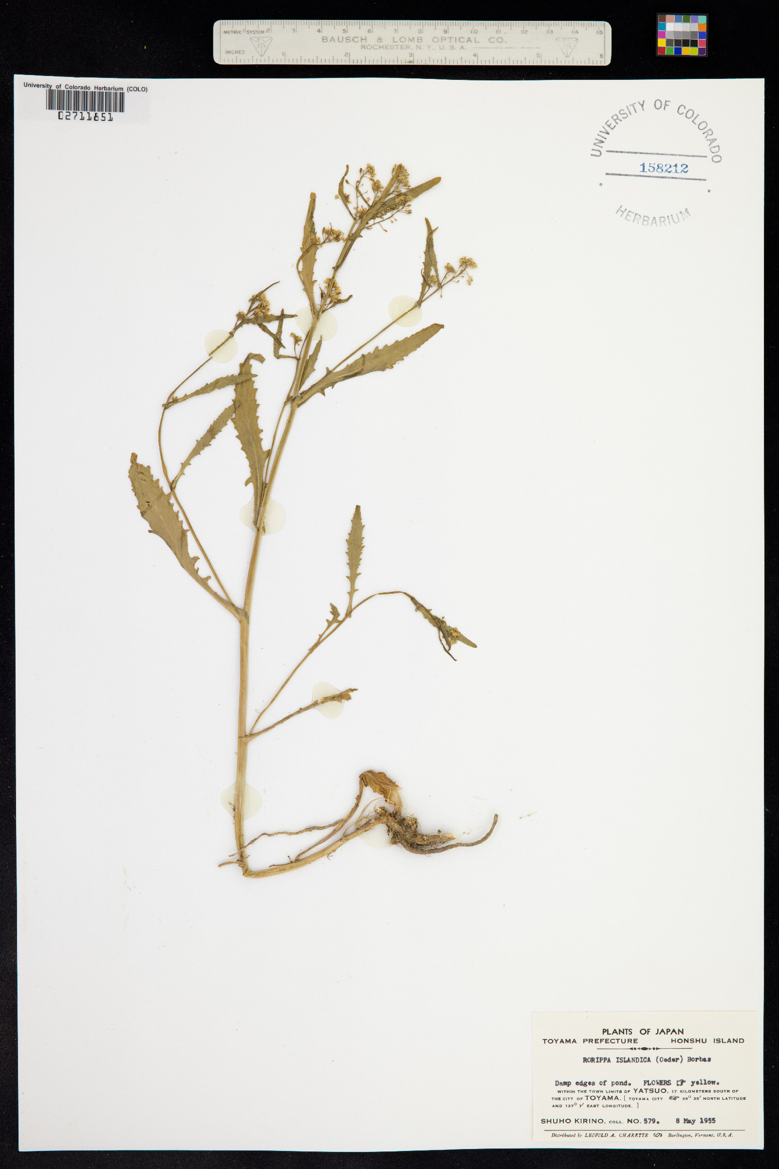 Rorippa islandica image
