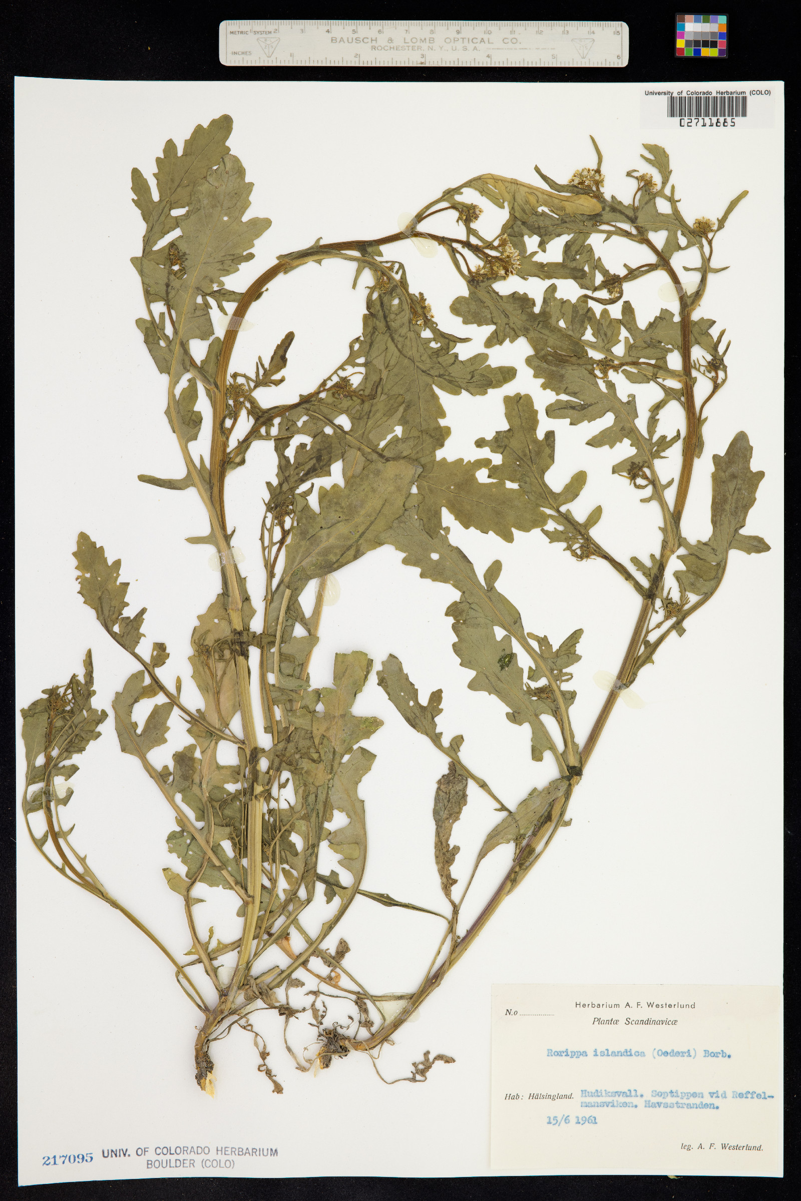 Rorippa islandica image