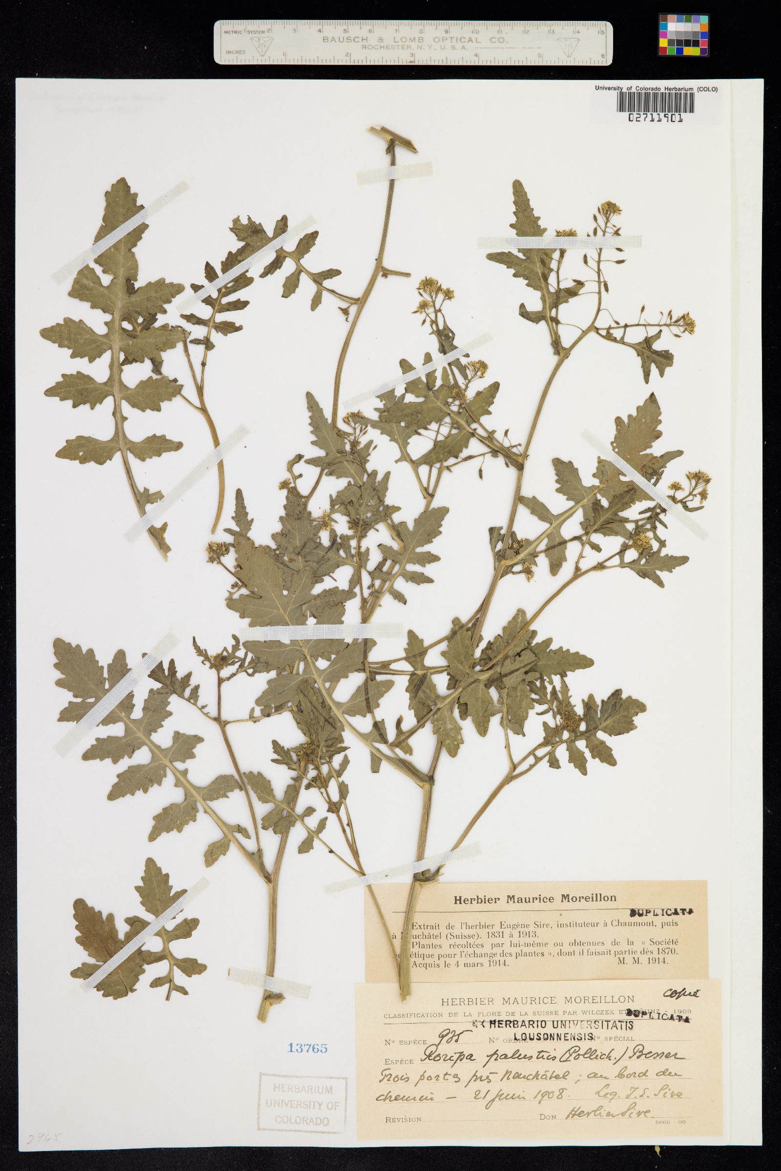 Rorippa palustris image