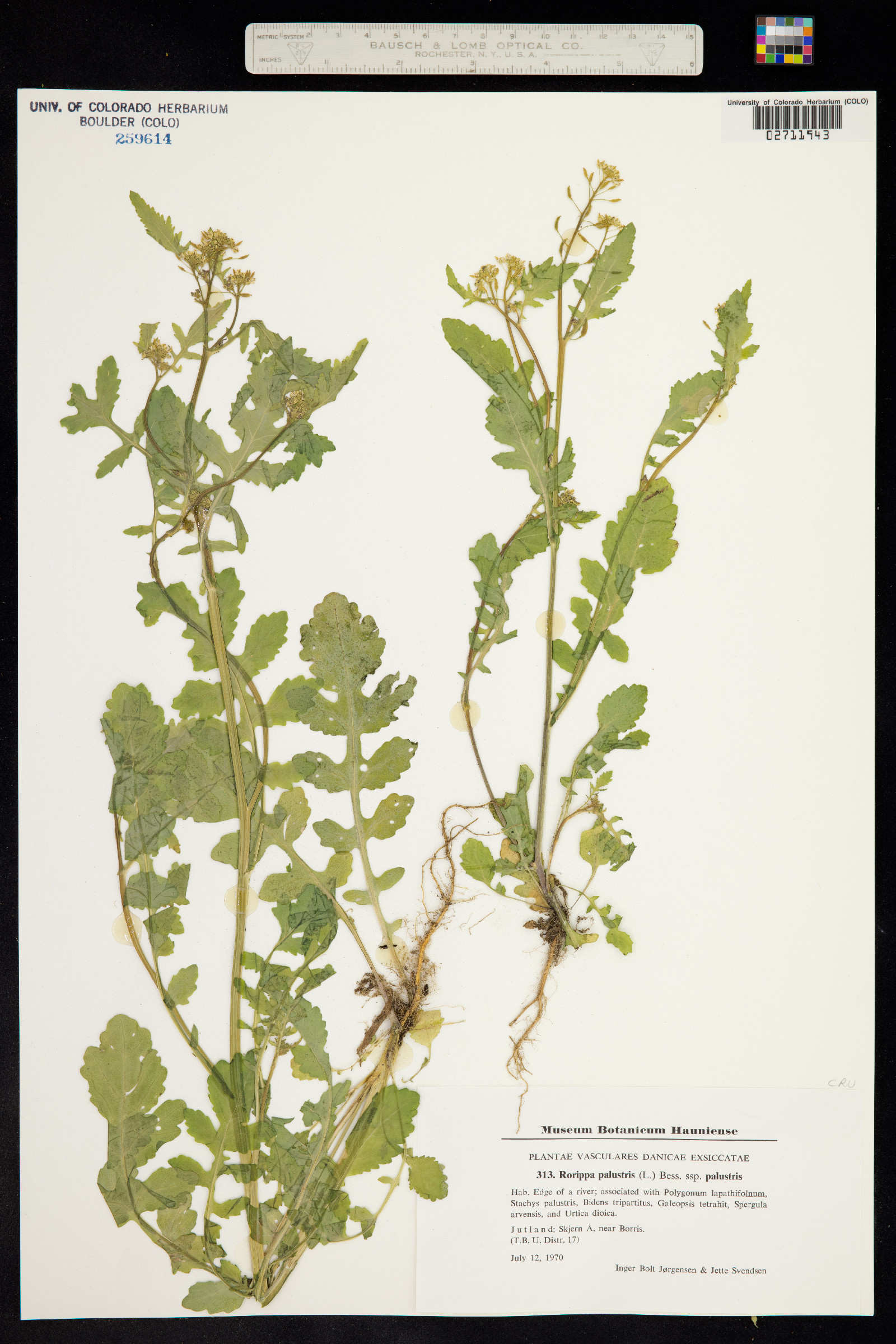 Rorippa palustris image