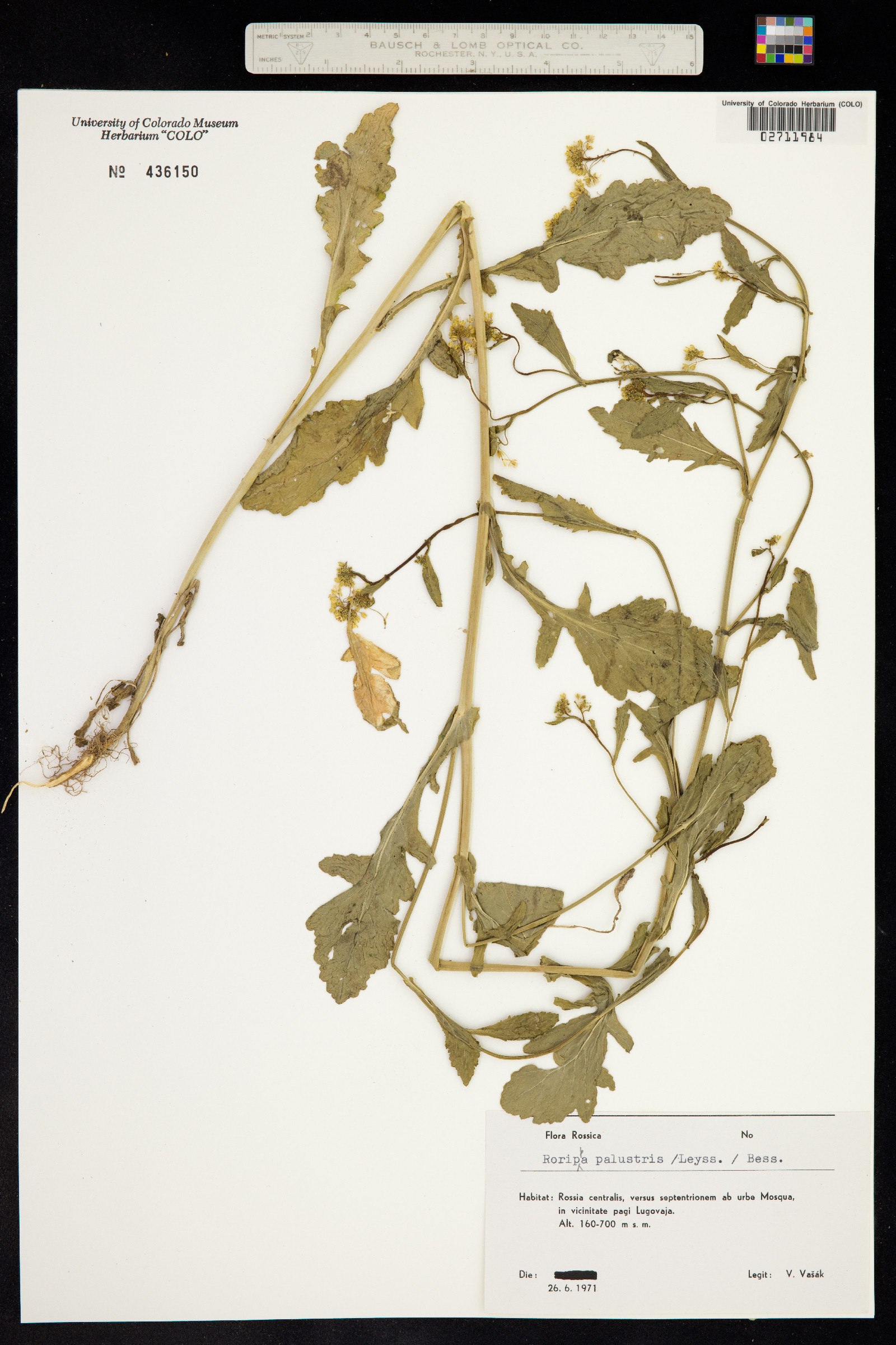 Rorippa palustris image