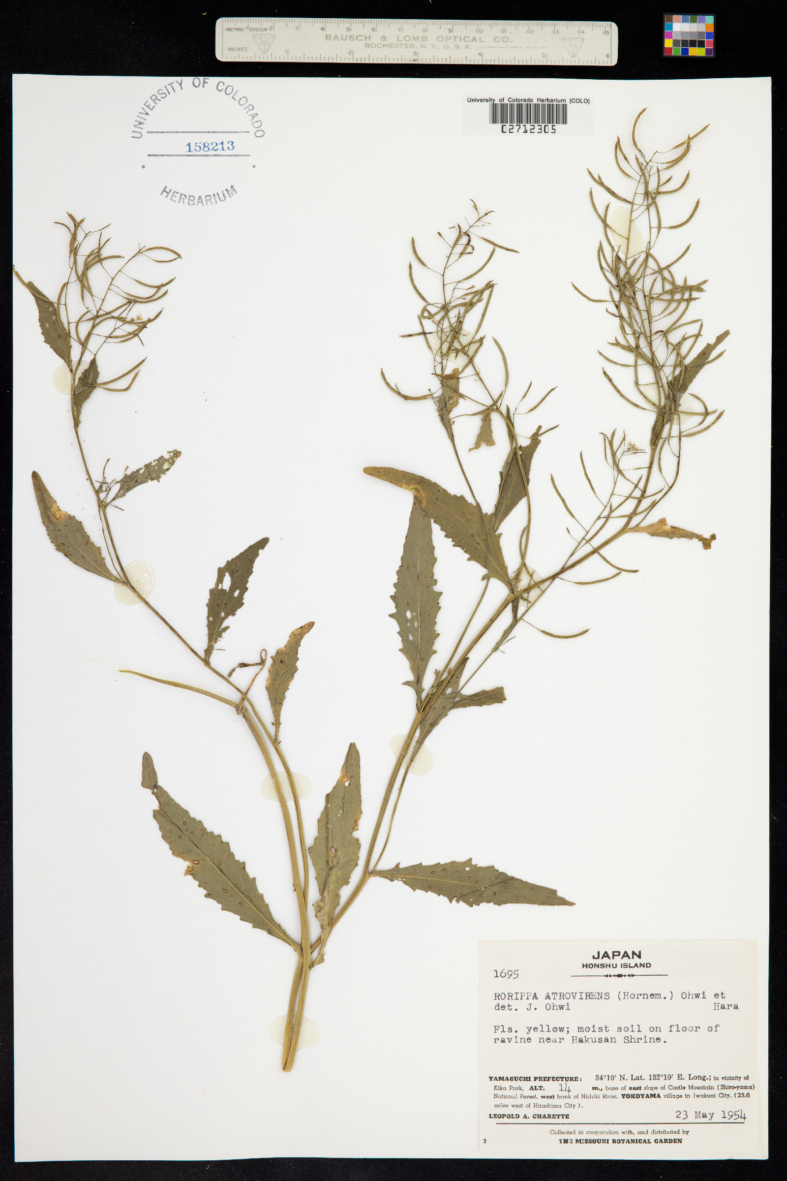 Rorippa indica image