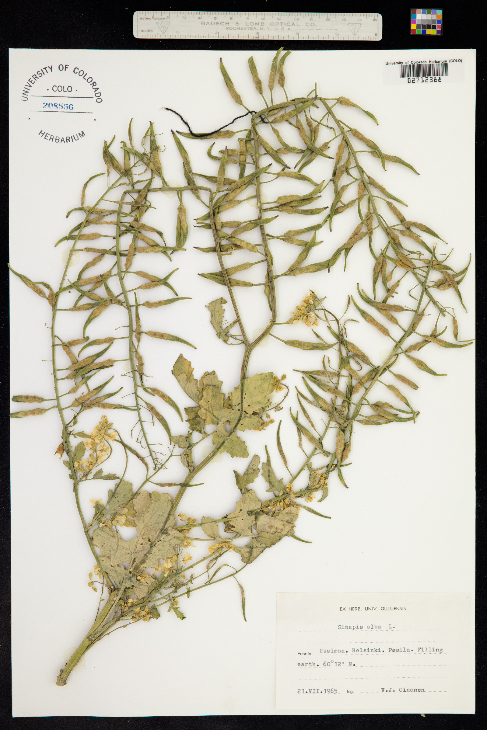 Sinapis alba image