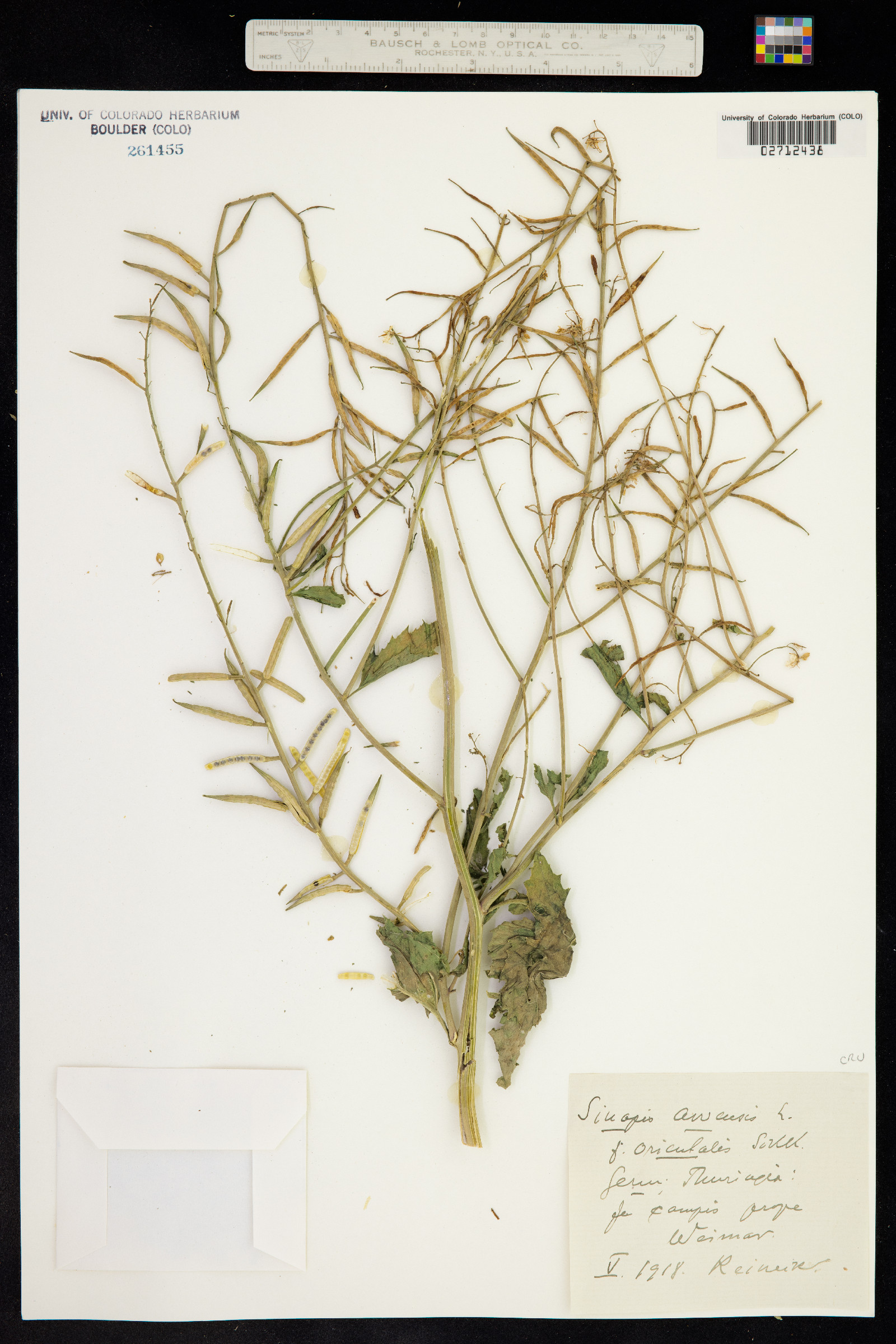 Sinapis arvensis image