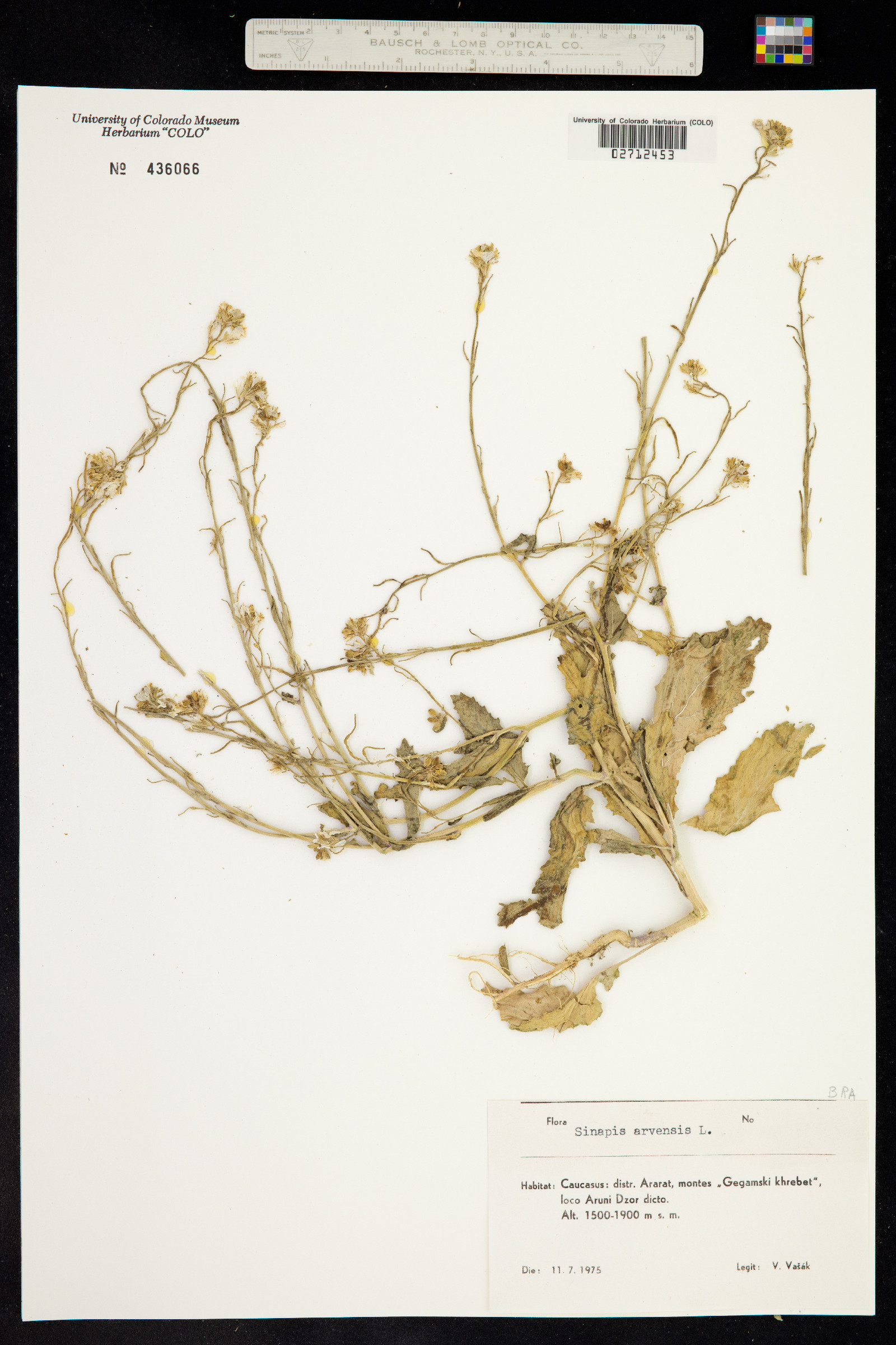 Sinapis arvensis image