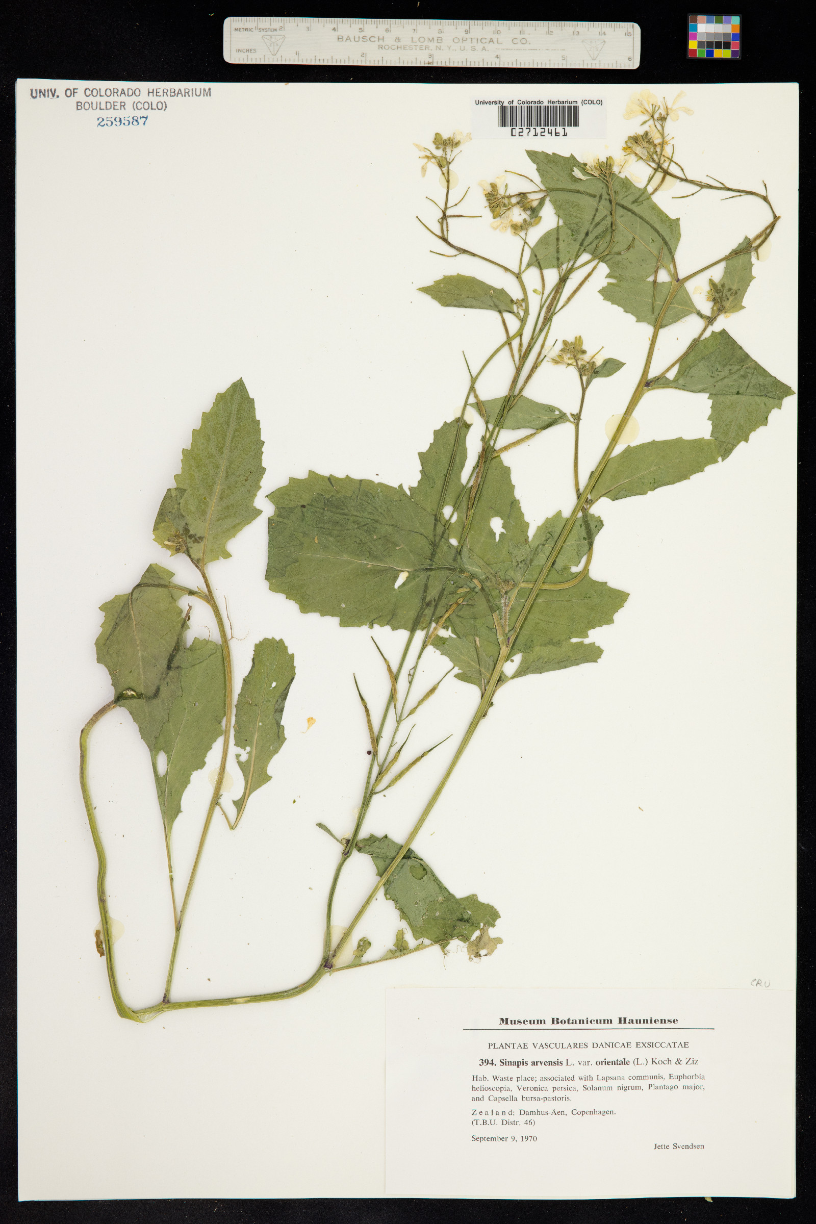 Sinapis arvensis image