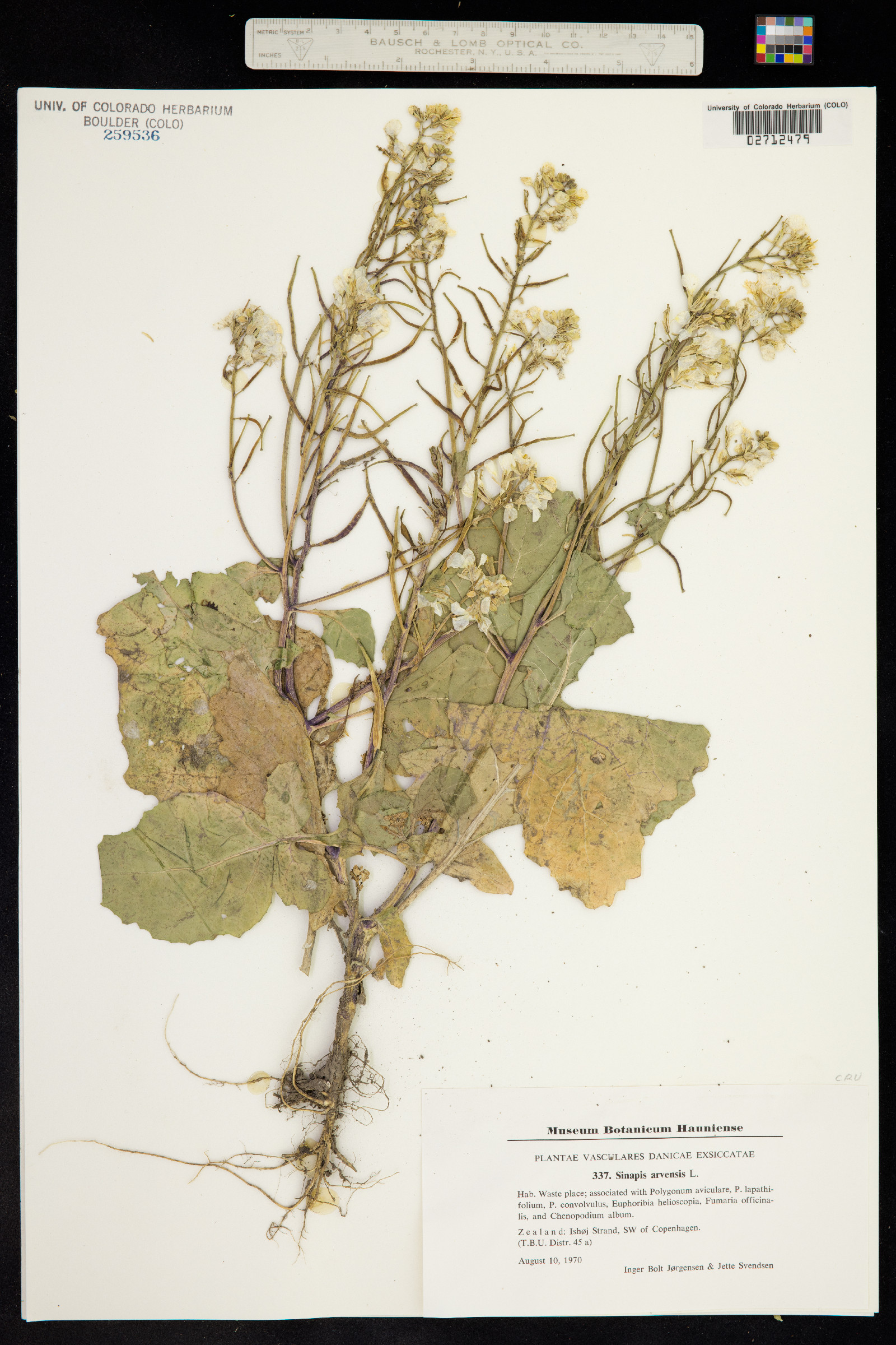 Sinapis arvensis image