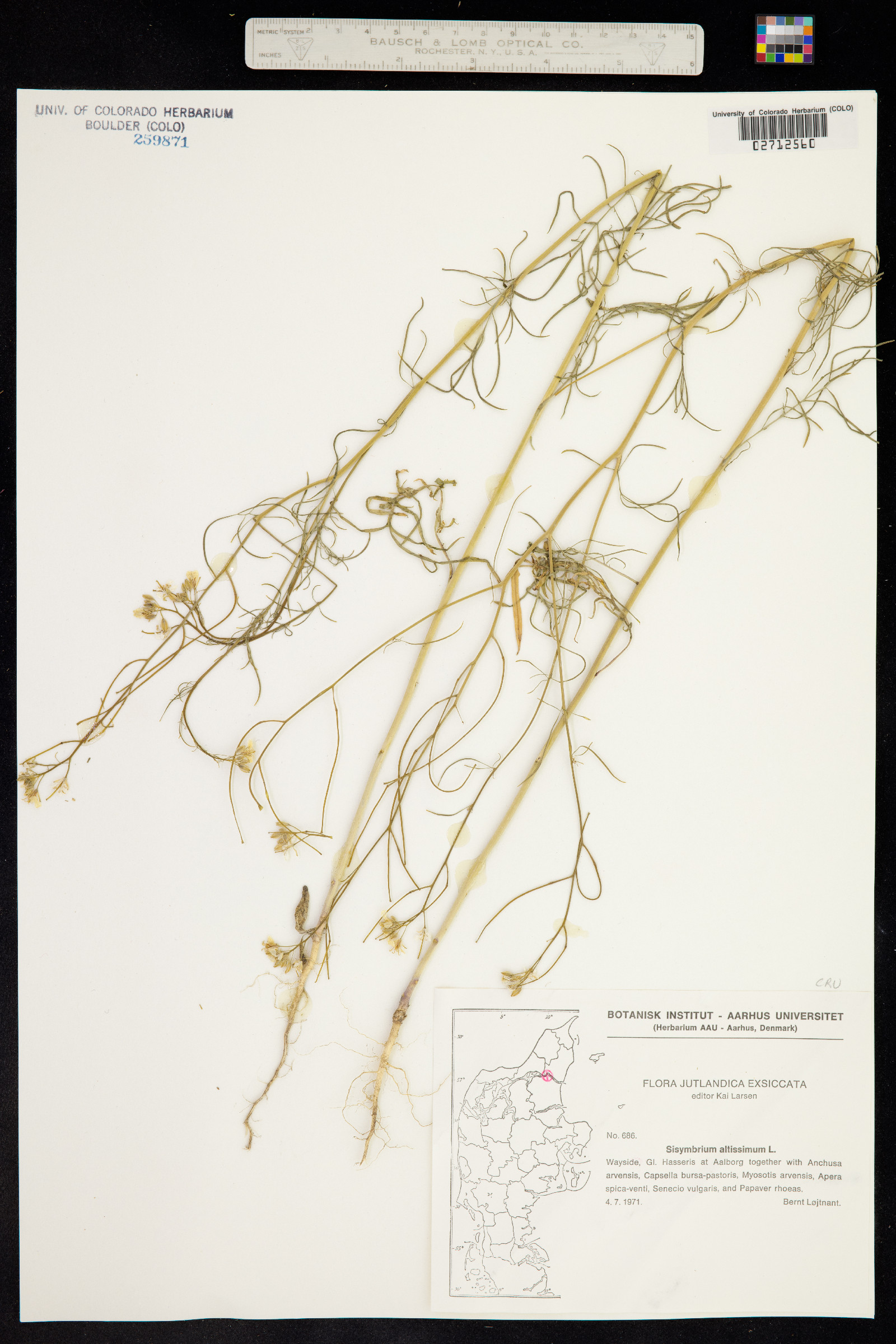 Sisymbrium altissimum image