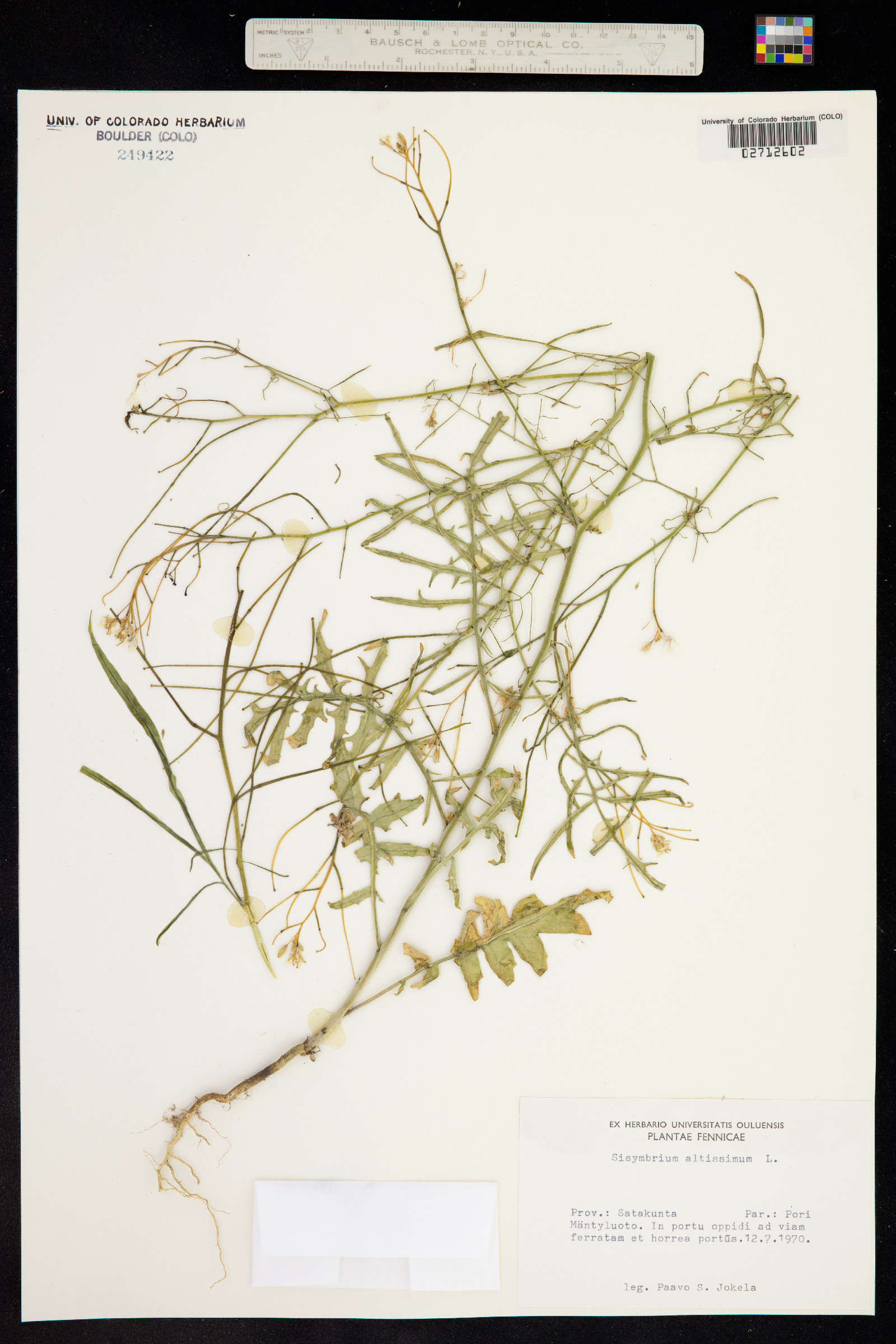 Sisymbrium altissimum image