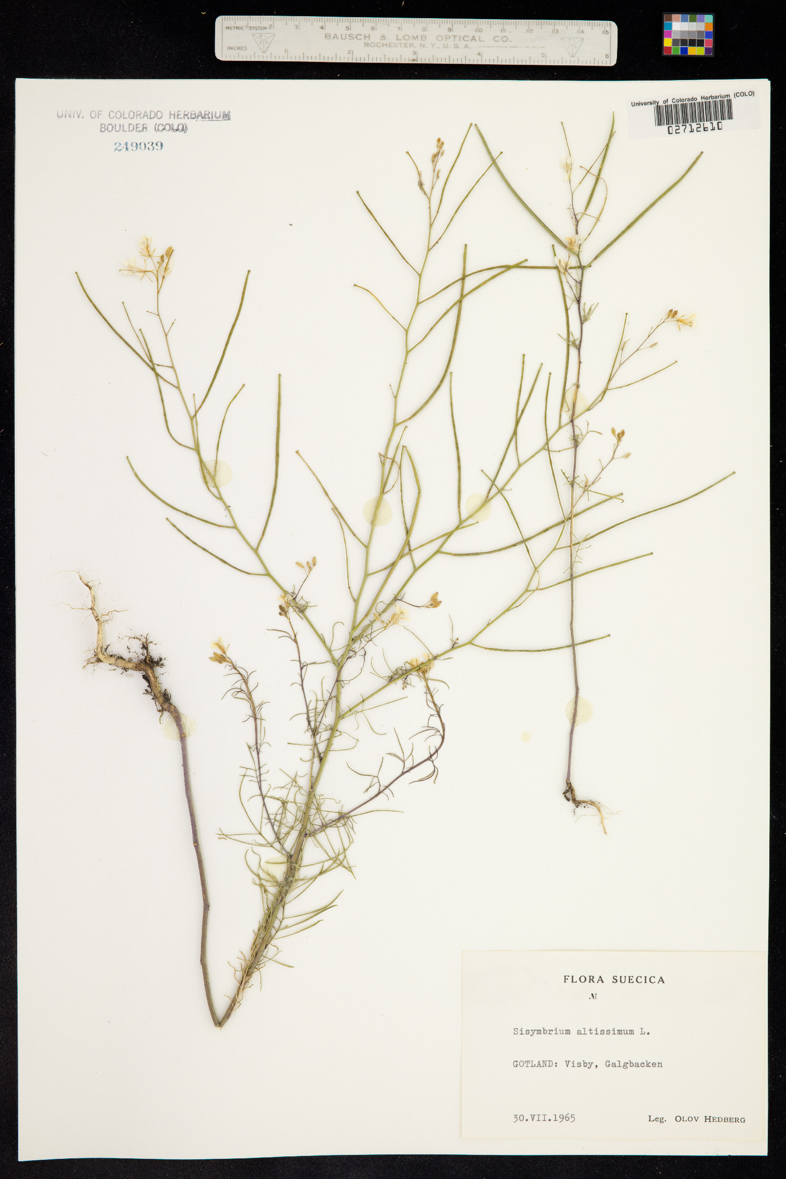 Sisymbrium altissimum image