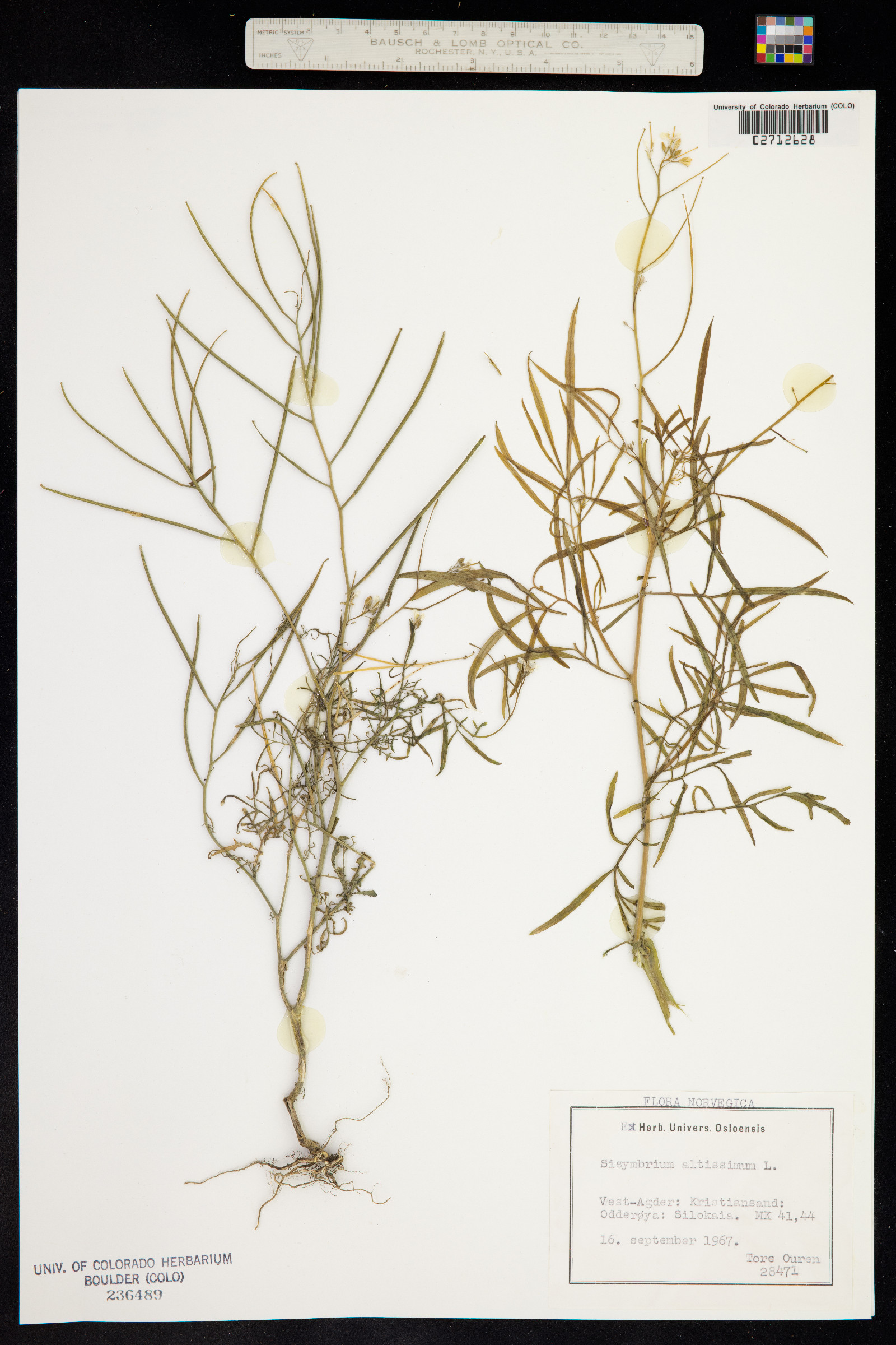 Sisymbrium altissimum image