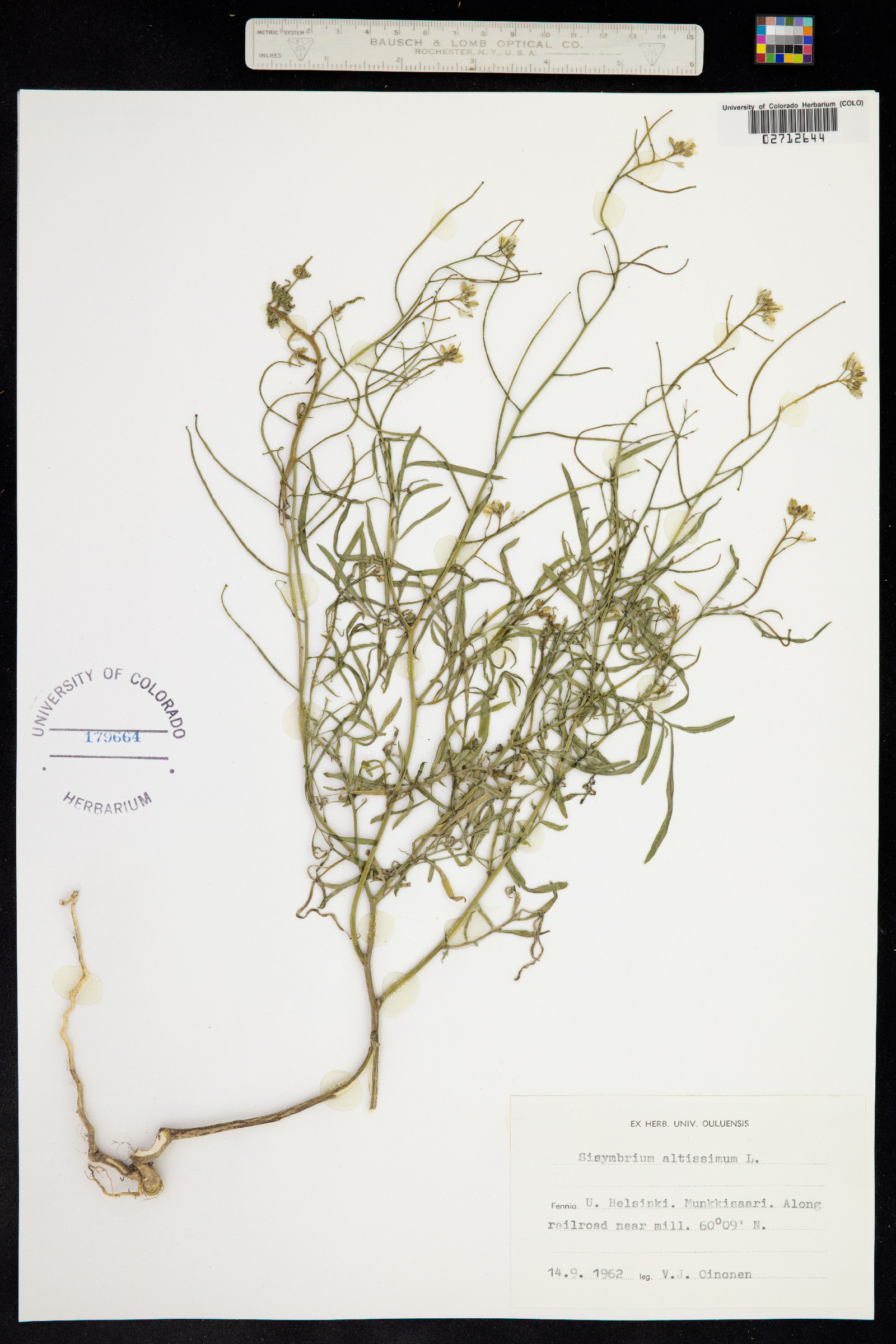 Sisymbrium altissimum image
