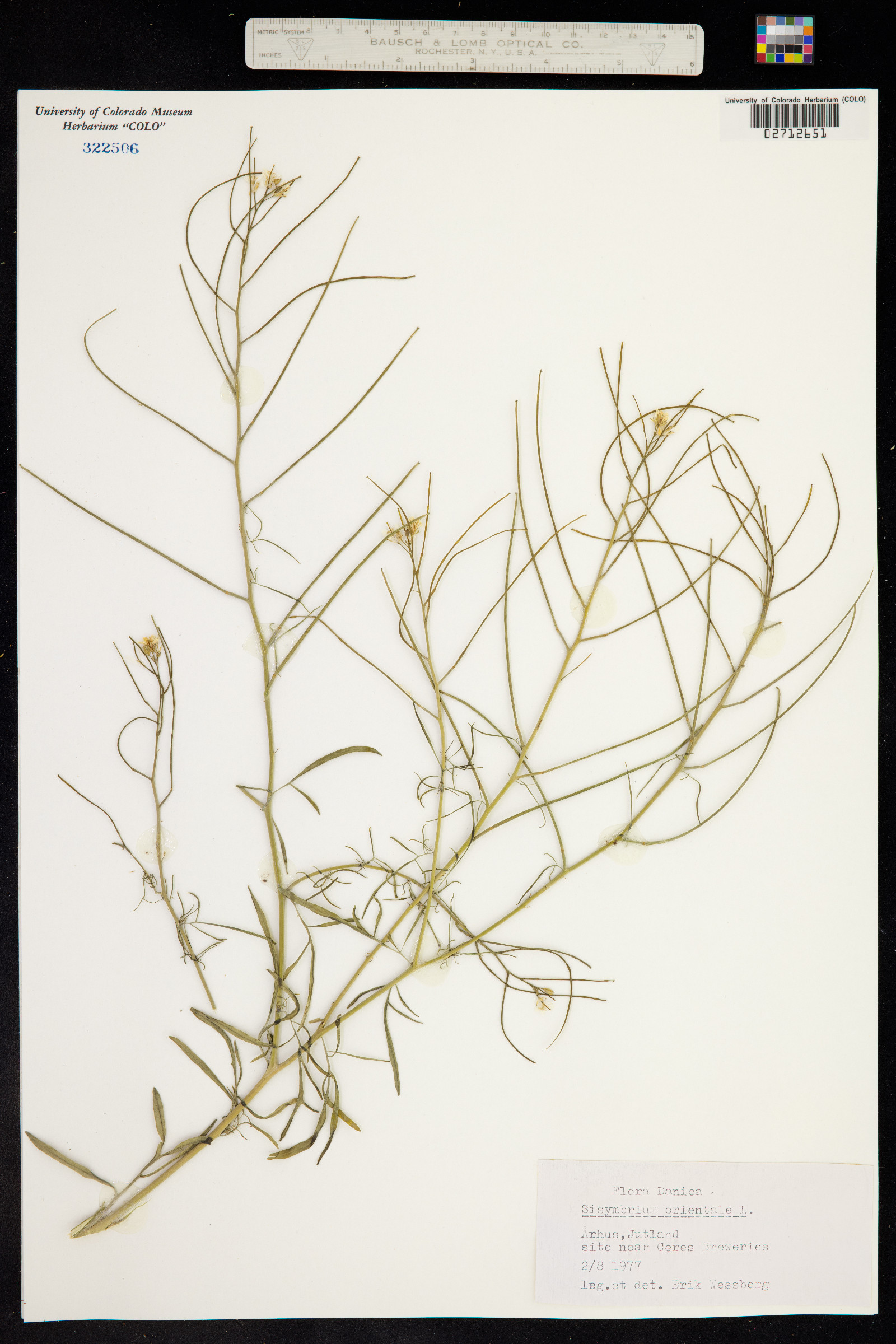 Sisymbrium orientale image