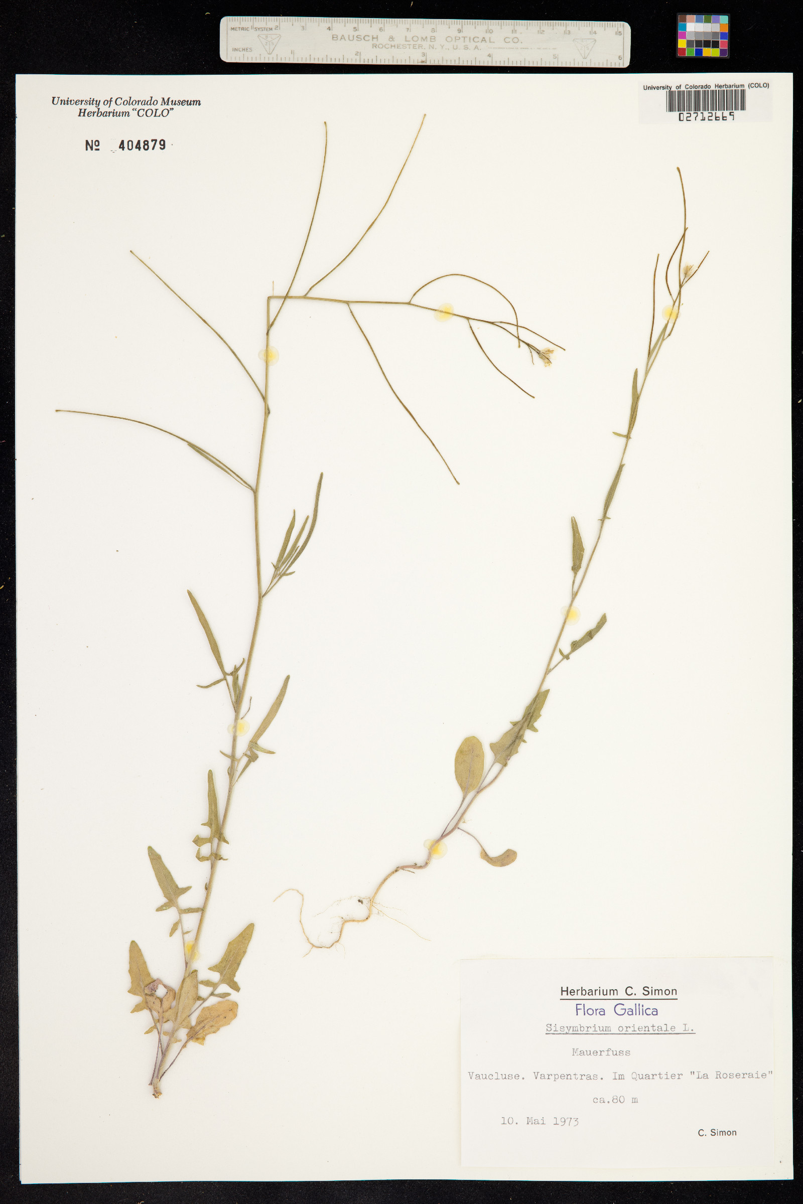 Sisymbrium orientale image