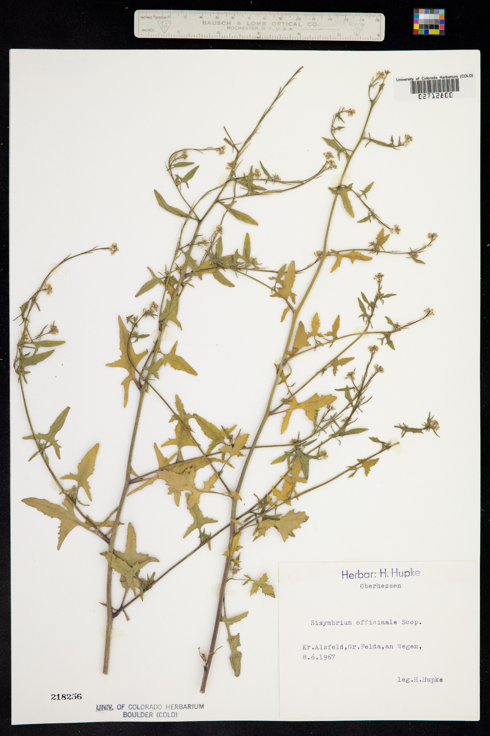 Sisymbrium orientale image