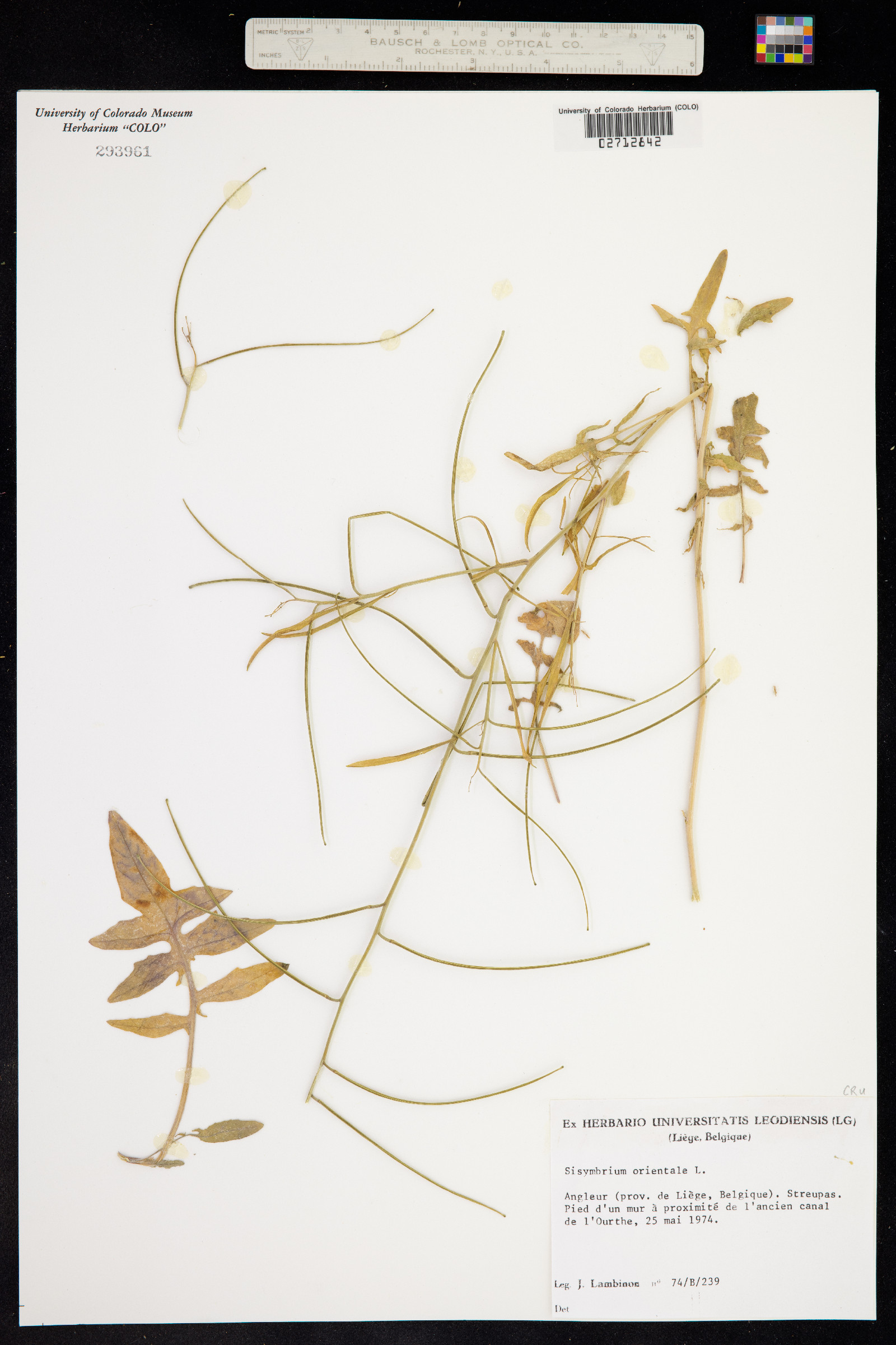 Sisymbrium orientale image