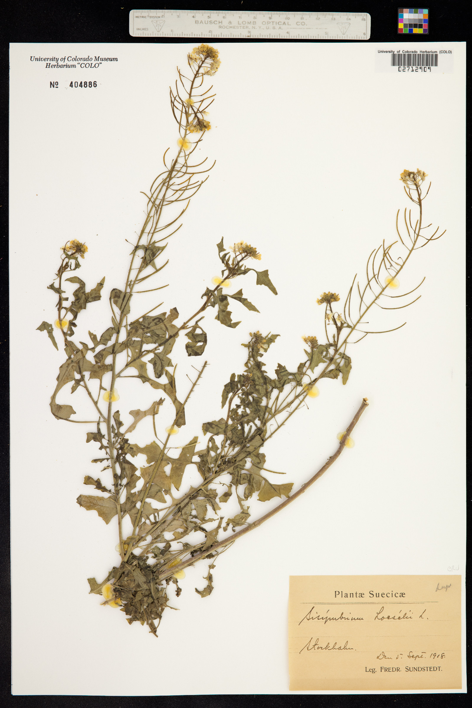 Sisymbrium loeselii image