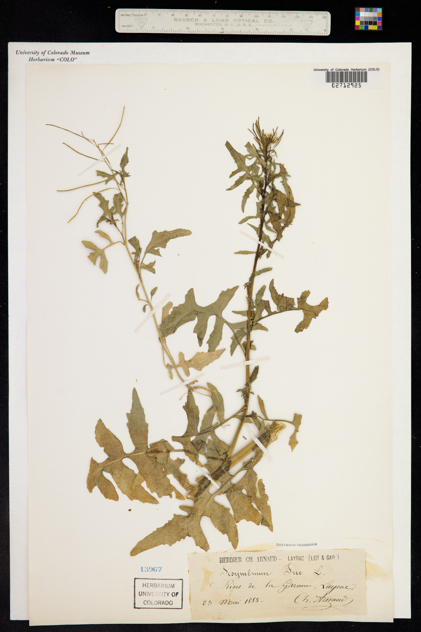 Sisymbrium irio image