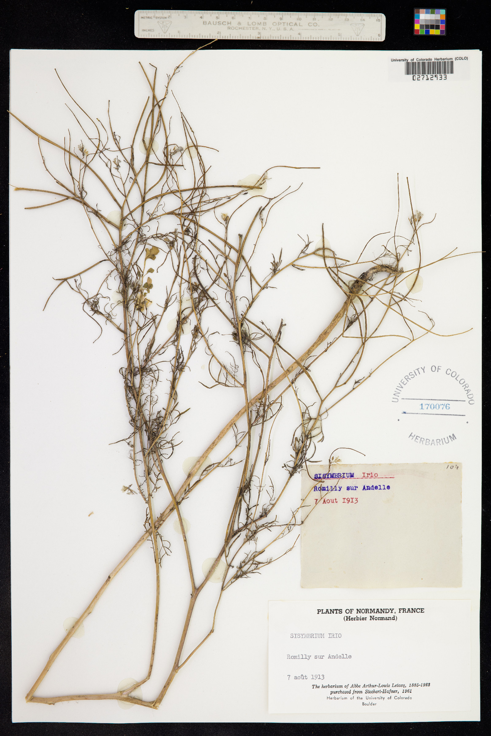 Sisymbrium irio image