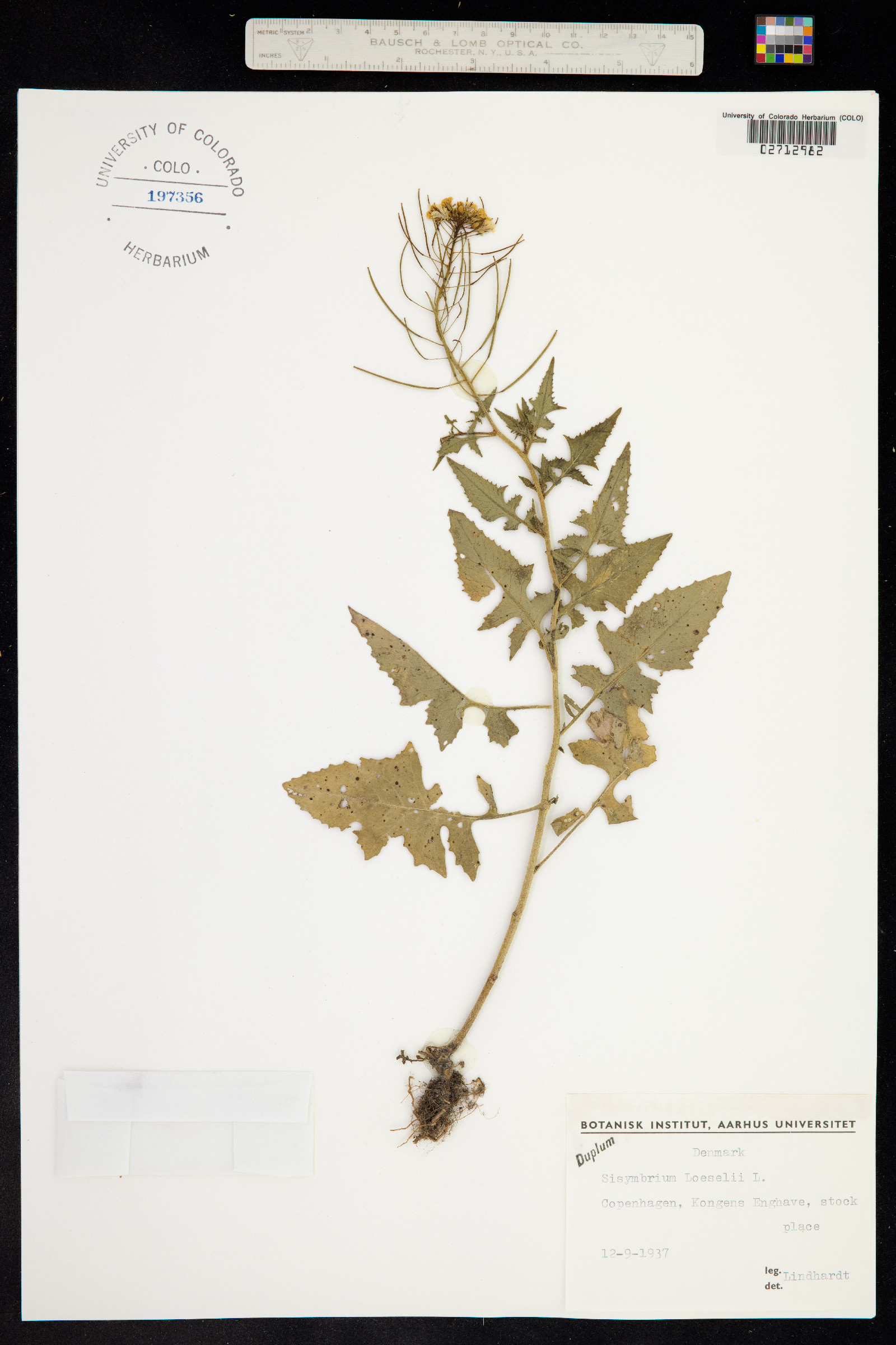 Sisymbrium loeselii image