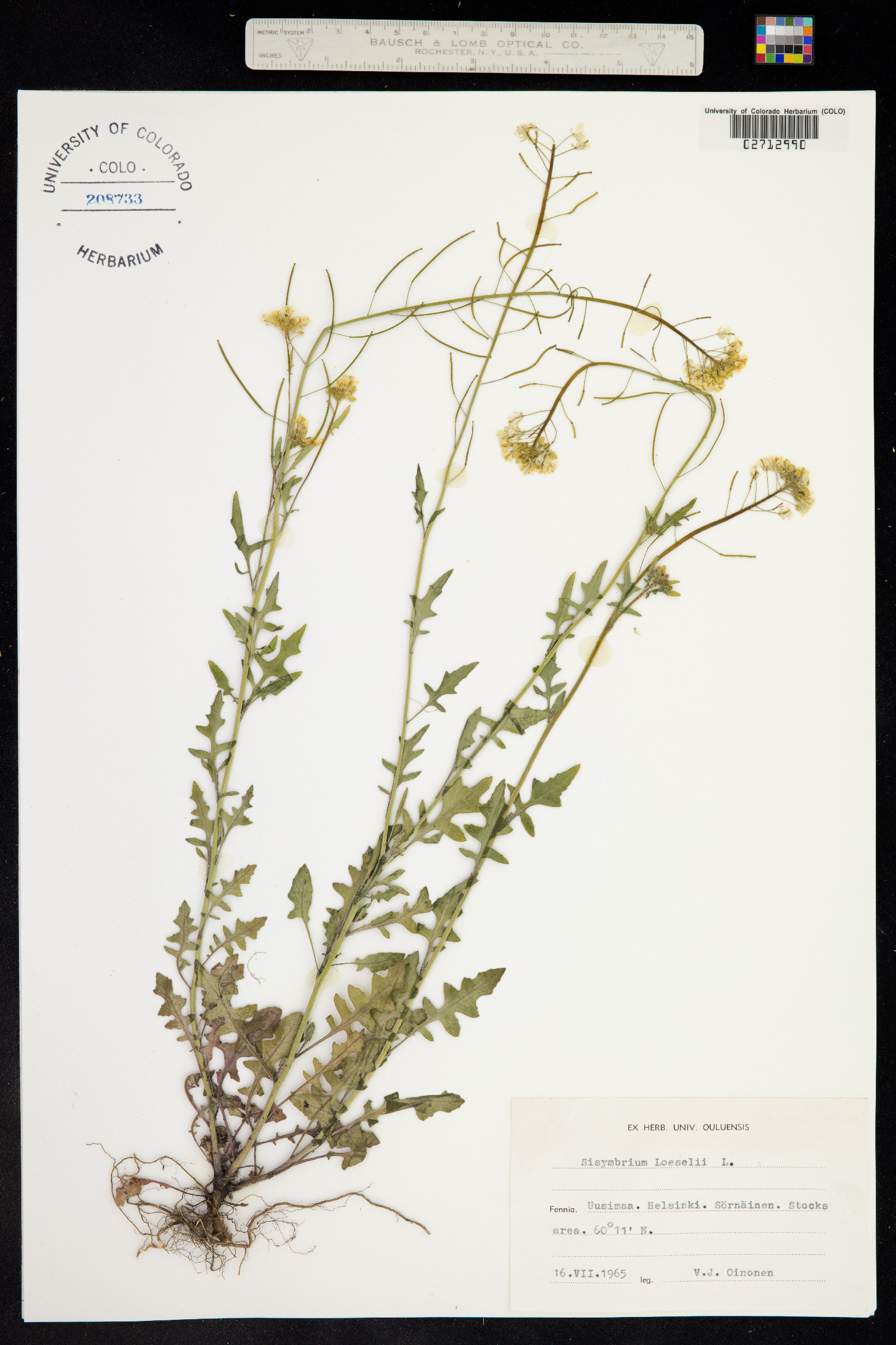 Sisymbrium loeselii image