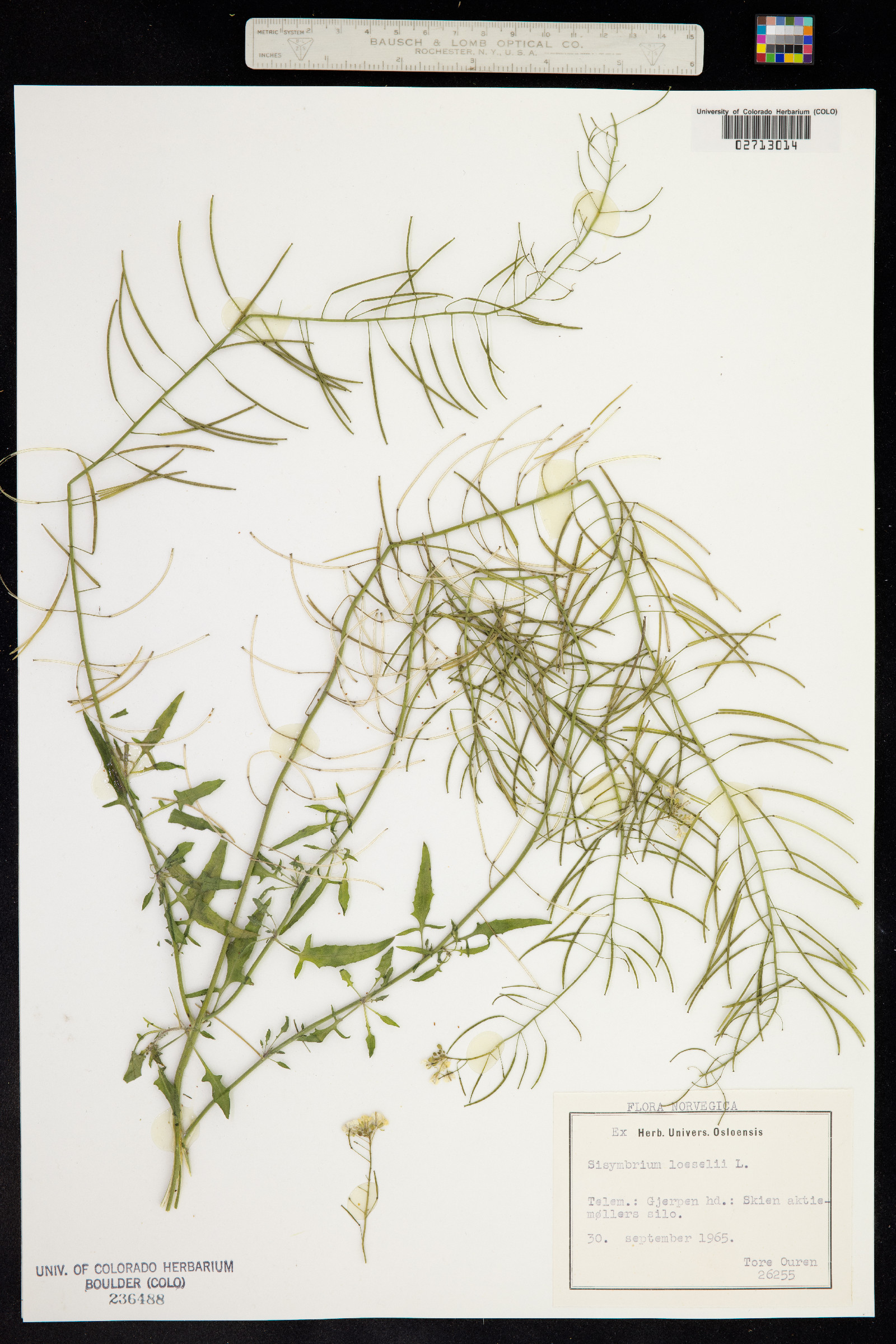 Sisymbrium loeselii image