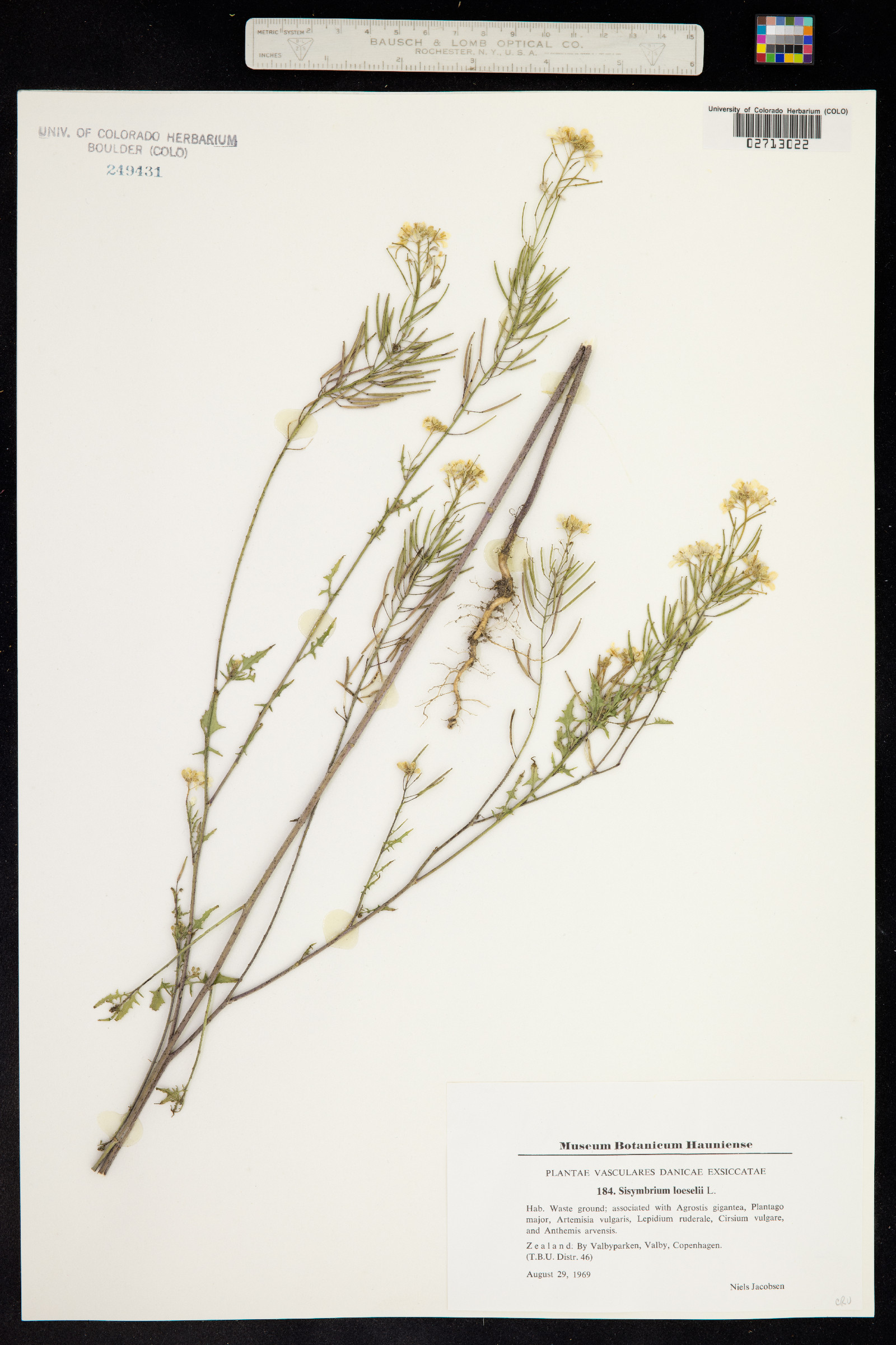 Sisymbrium loeselii image