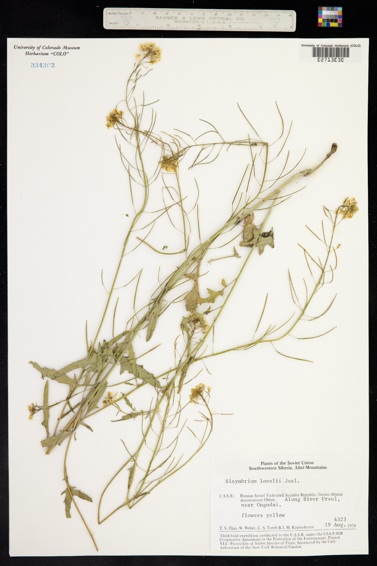 Sisymbrium loeselii image