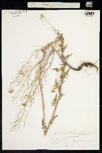 Sisymbrium loeselii image