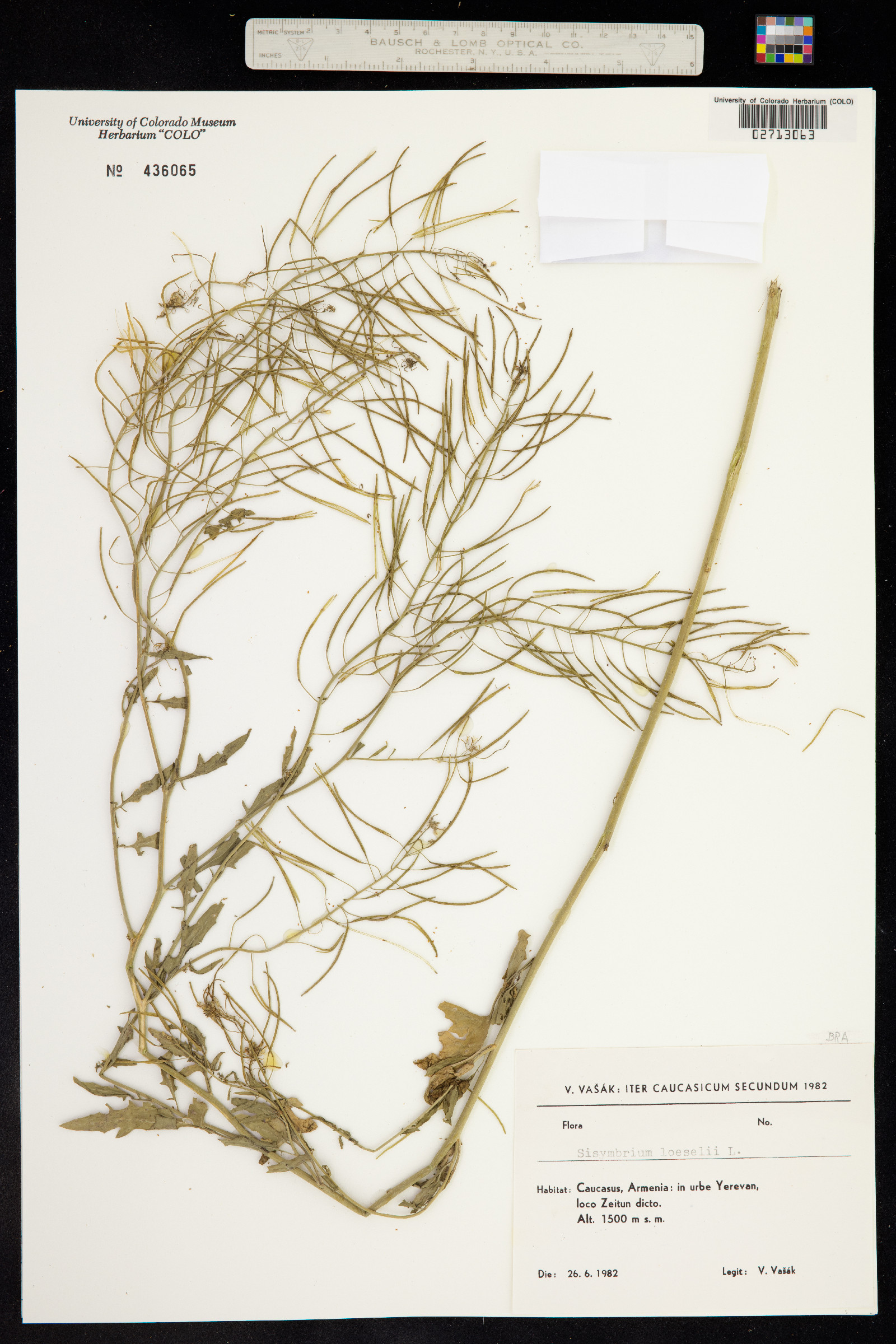 Sisymbrium loeselii image
