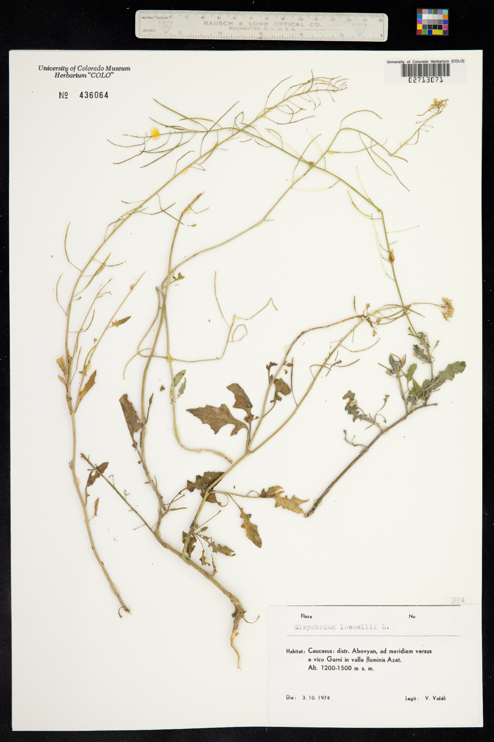 Sisymbrium loeselii image