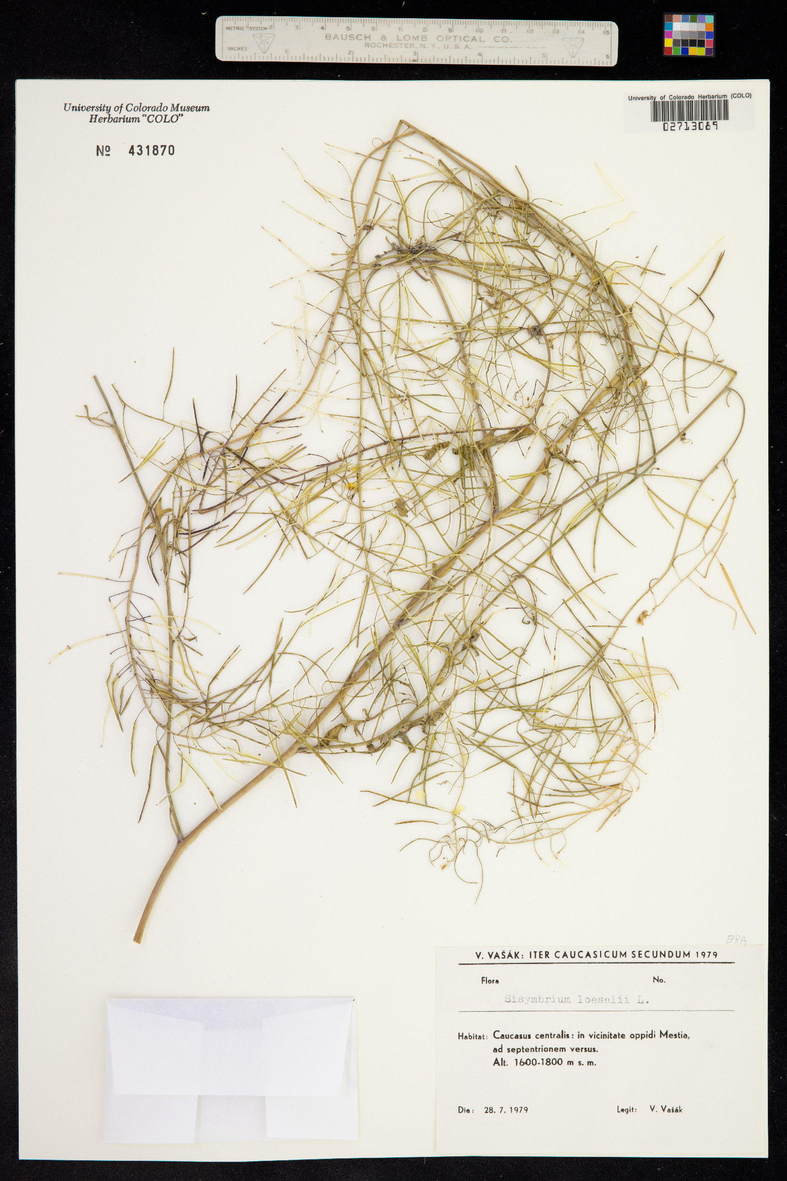 Sisymbrium loeselii image