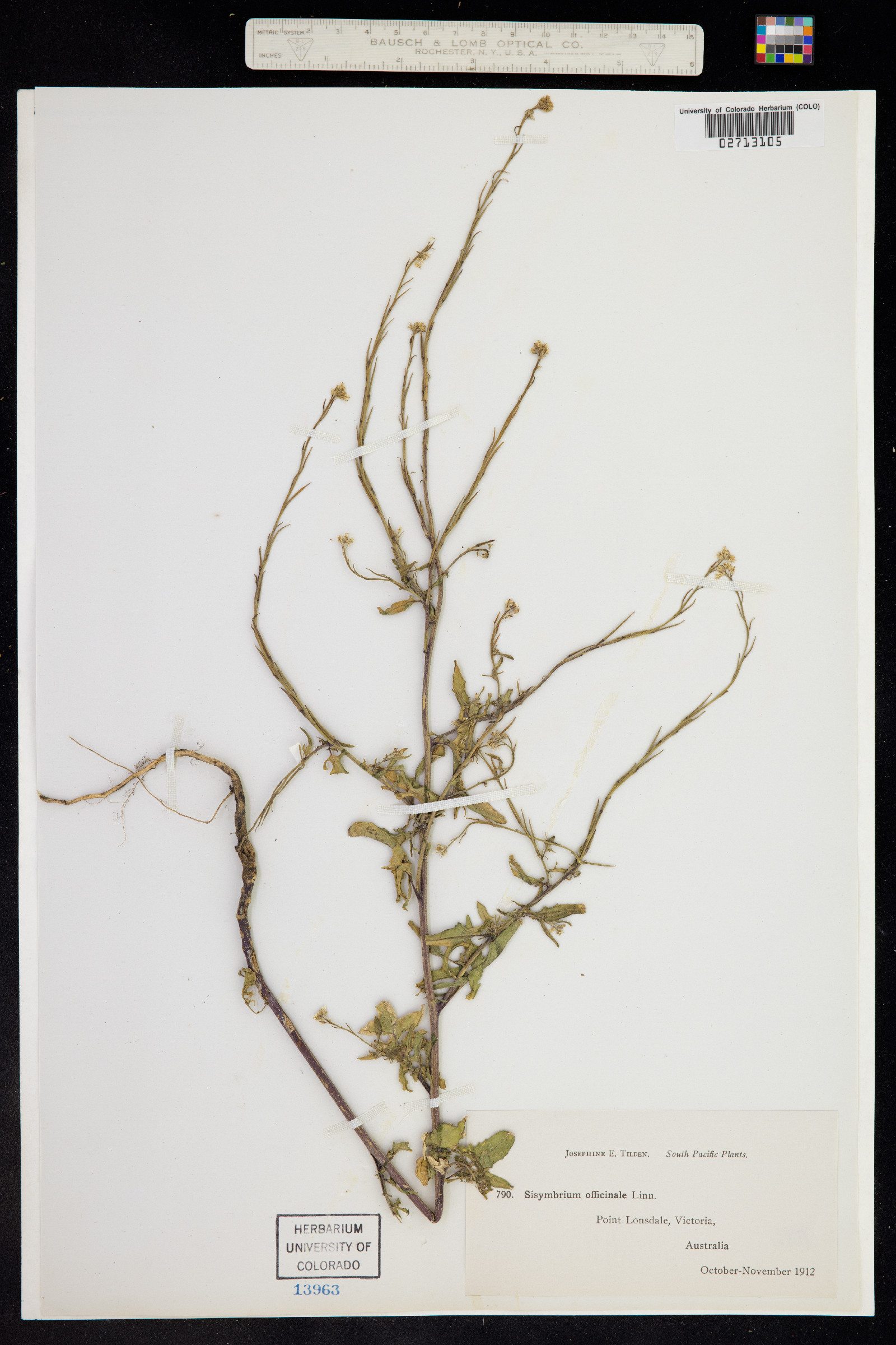 Sisymbrium officinale image