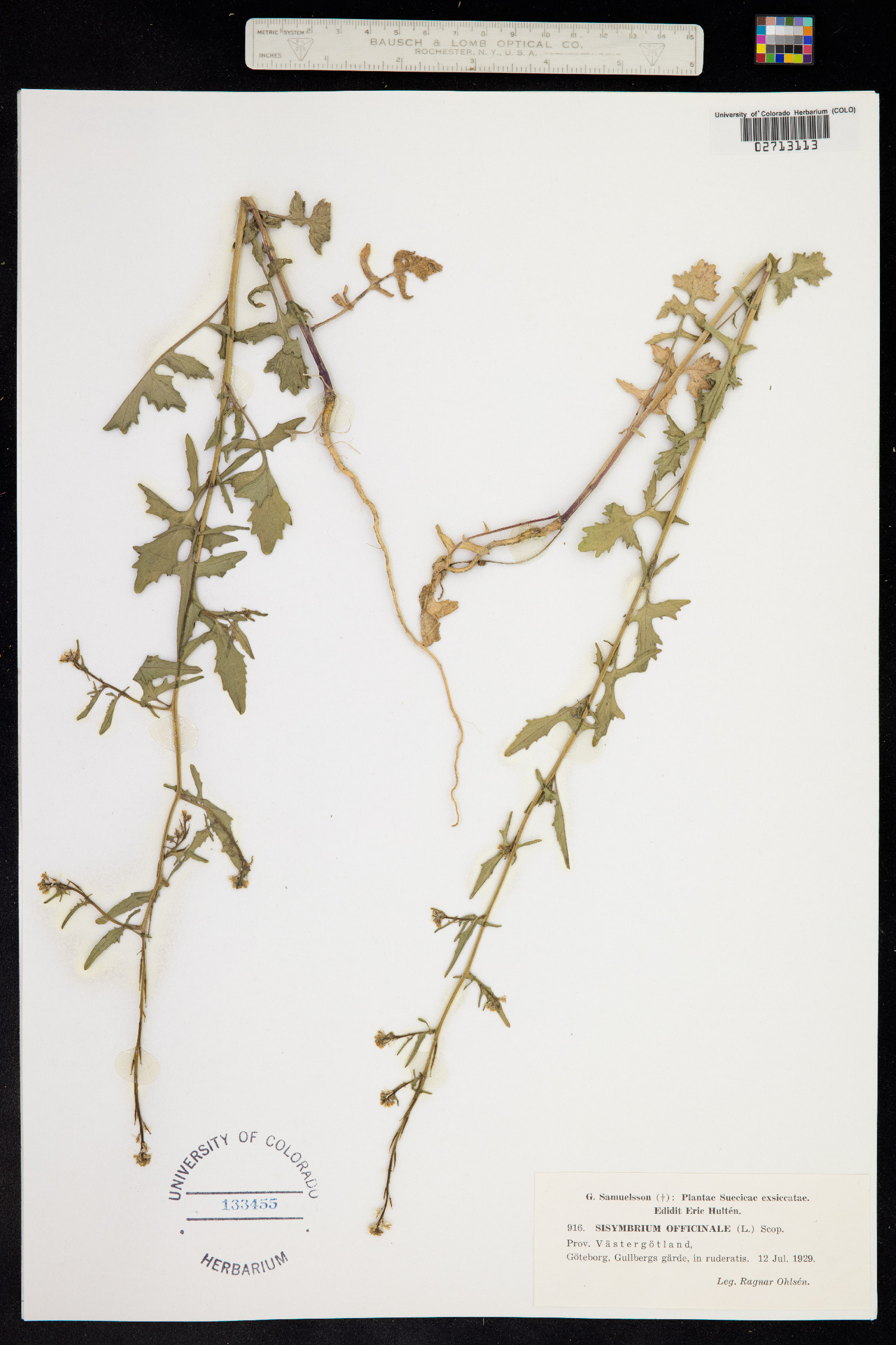 Sisymbrium officinale image